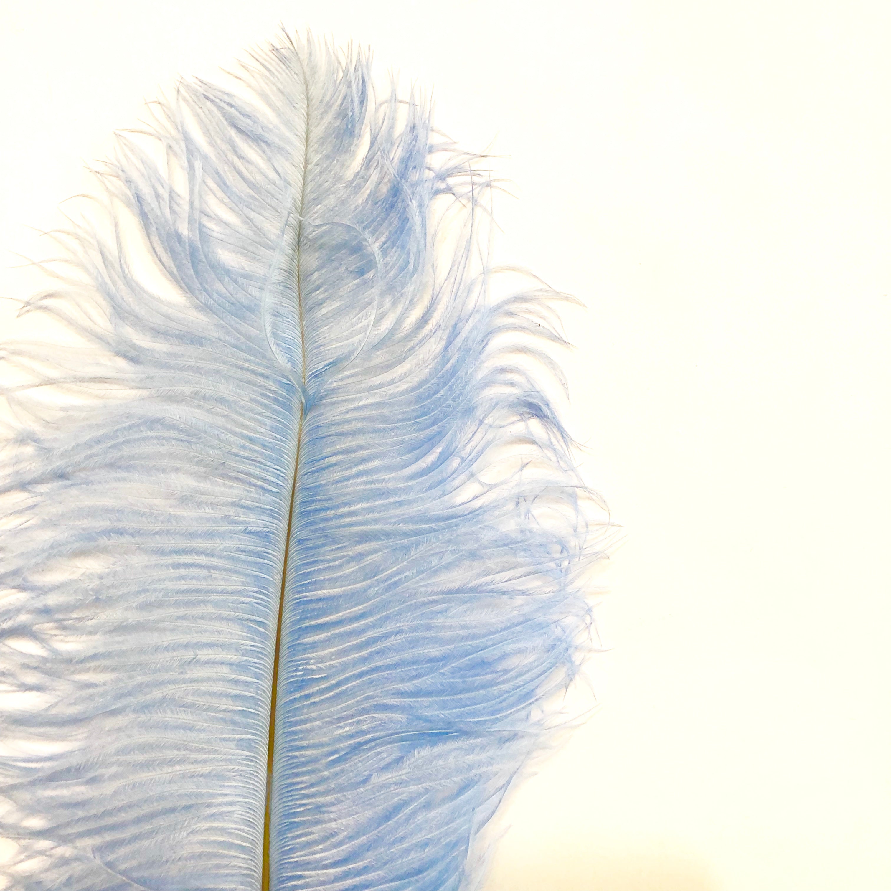 Ostrich Drab Feather 27-32cm - Light Blue