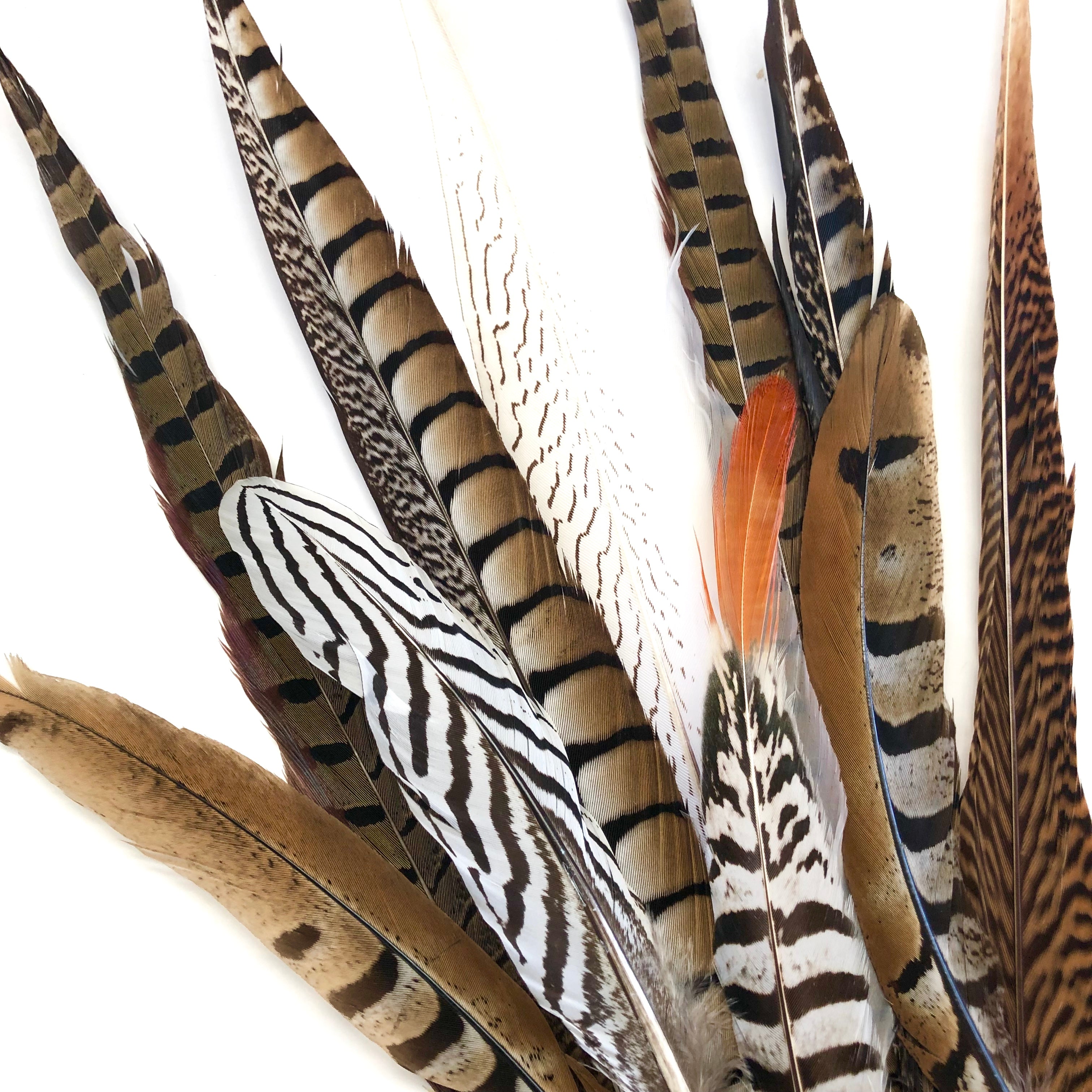 PHEASANT Natural Feathers 10-40cm Mixed Pack x 10