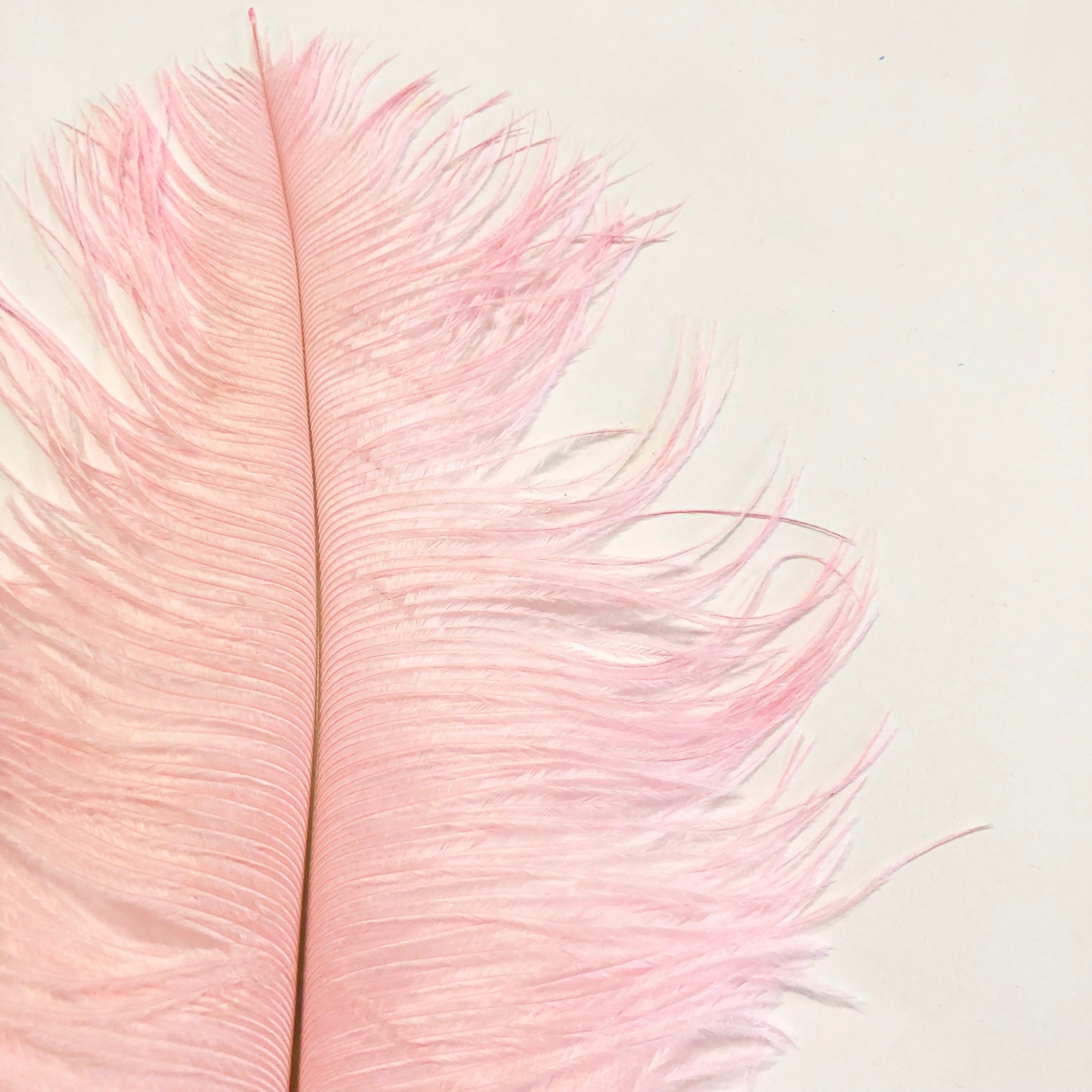 Ostrich Feather Drab 37-42cm x 5 pcs - Pink ((SECONDS))