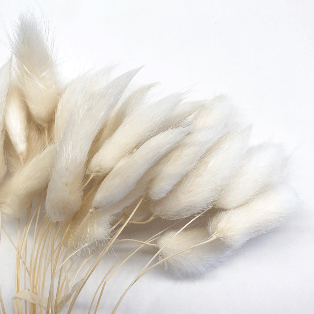 Natural Dried Rabbit Tail Grass Flower Stem Bunch - White ((BULK PACK))
