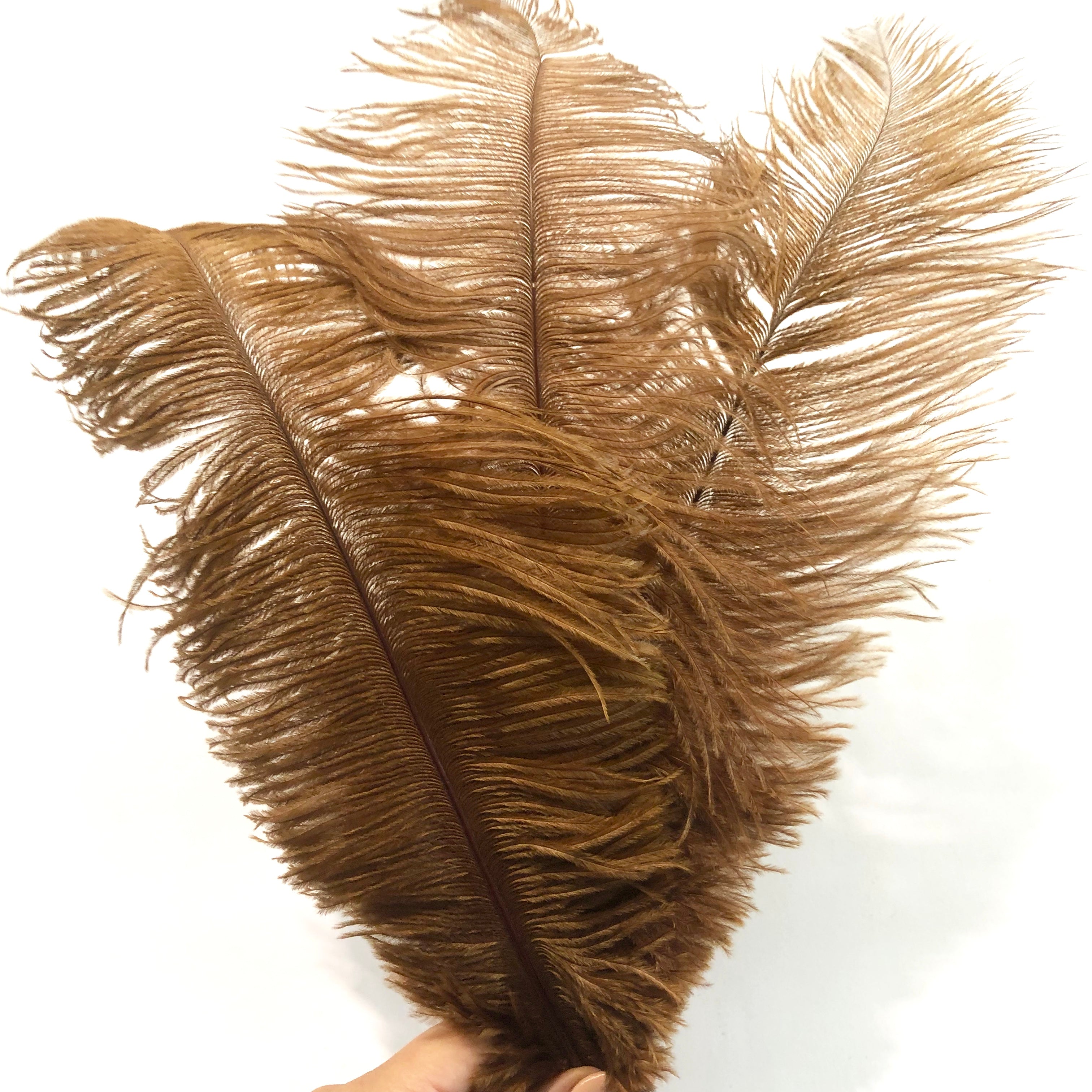 Ostrich Drab Feather 27-32cm - Rust Brown *Seconds* Pack of 5