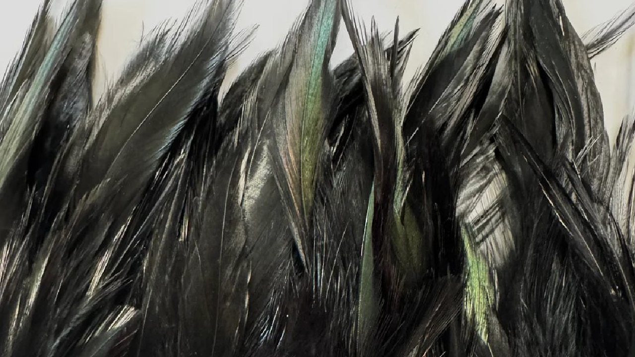 Best Feathers for Fly Tying Australia
