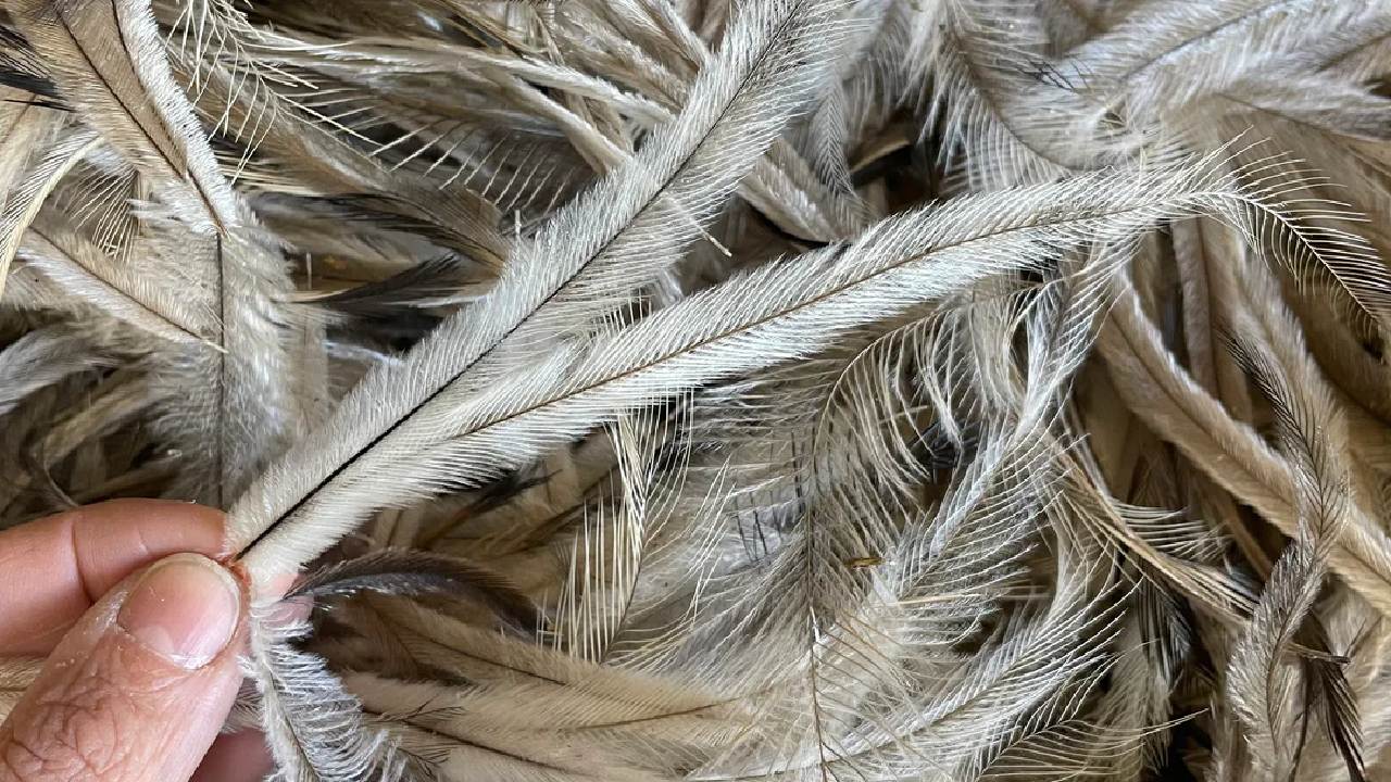 Emu feathers bulk pack
