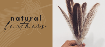 Dried Flowers & Grasses – Feather.com.au