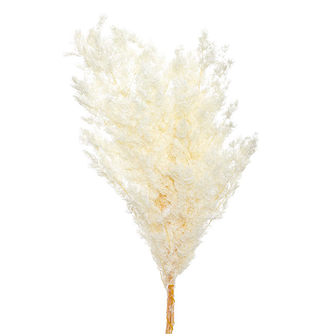 Preserved Dried Ming Fern Bunch - White