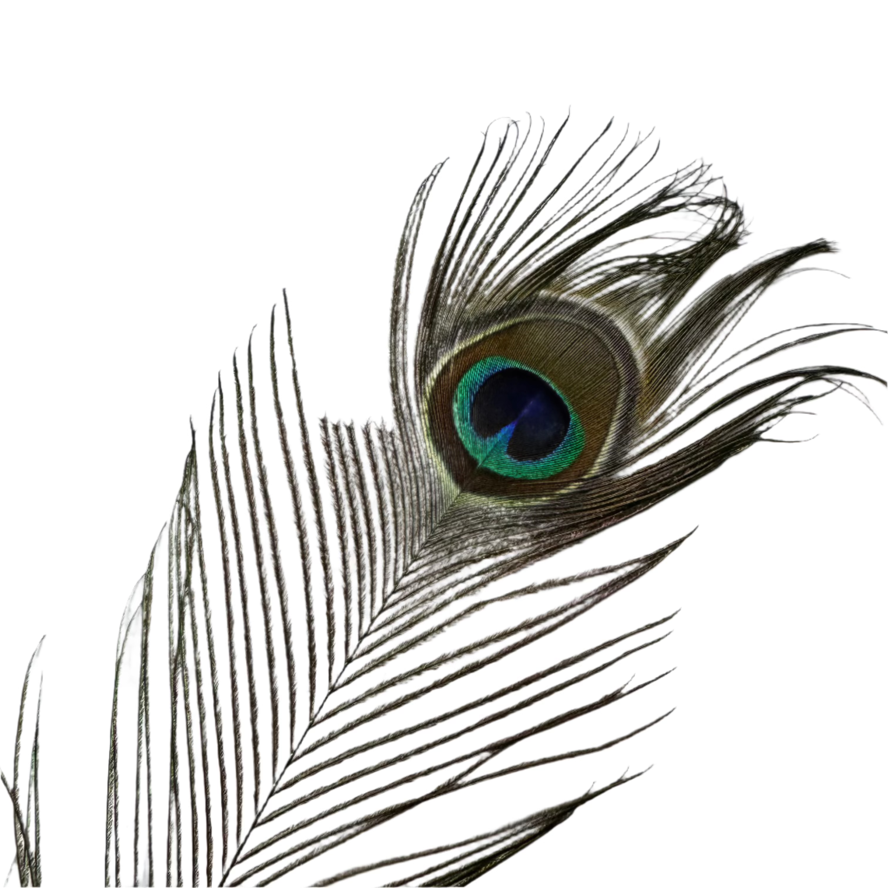 Natural Peacock Eye Feather 50cm - 60cm x 10 pcs ((SECONDS))
