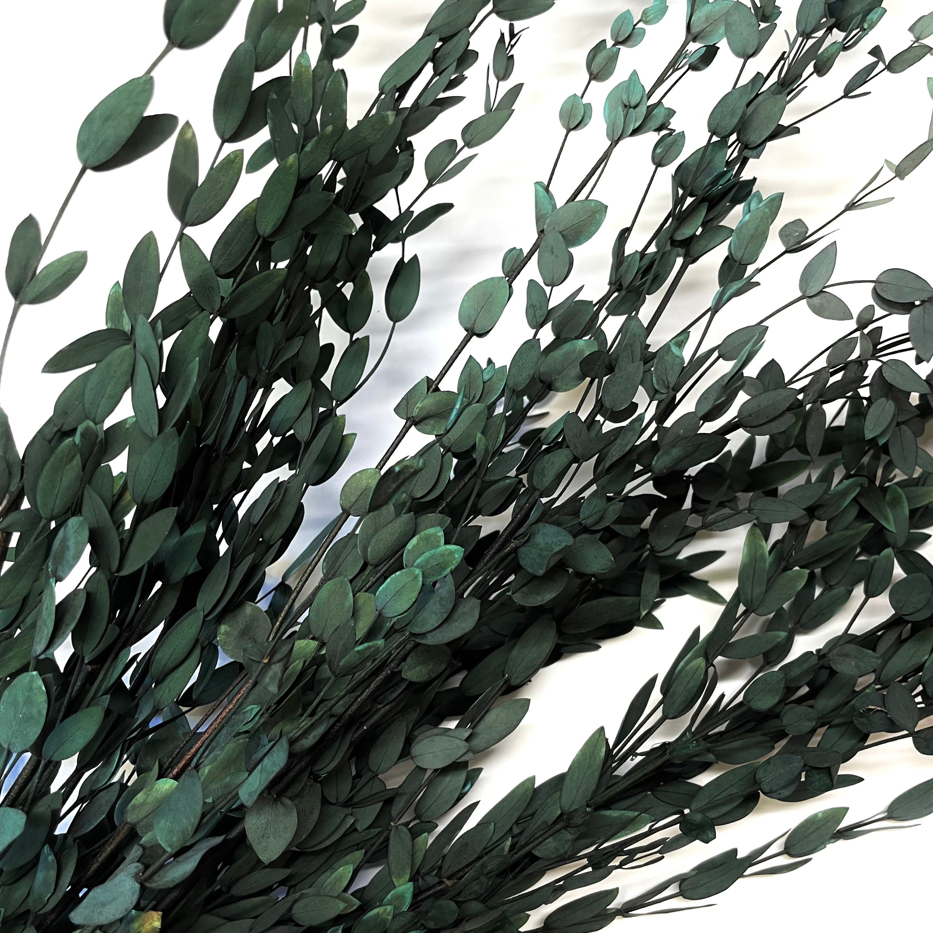 Australian Native Preserved Eucalyptus Parvifolia - Dark Green