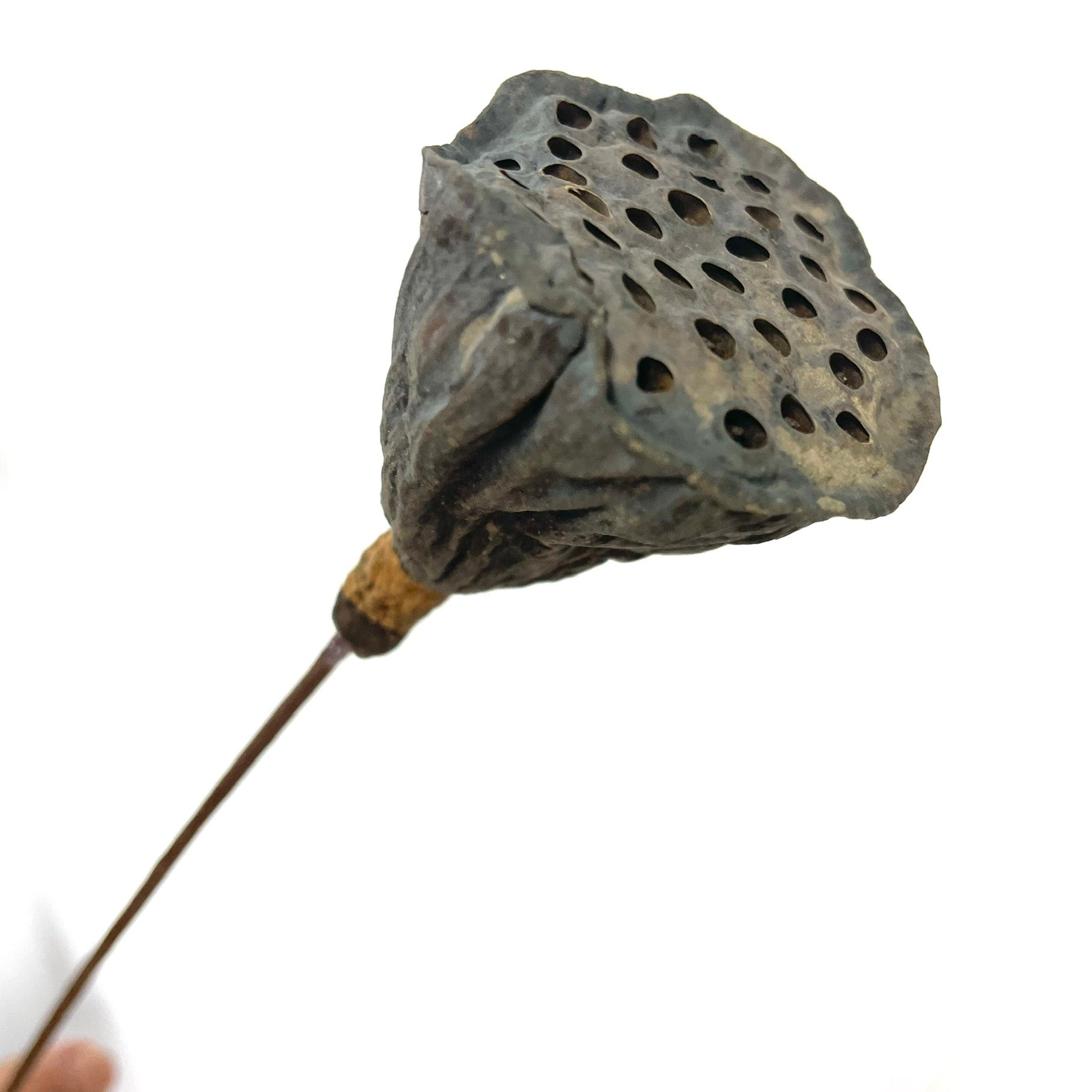 Lotus Pod Accessory Natural Dry Mini Lotus Pods x 4pcs – Feather.com.au