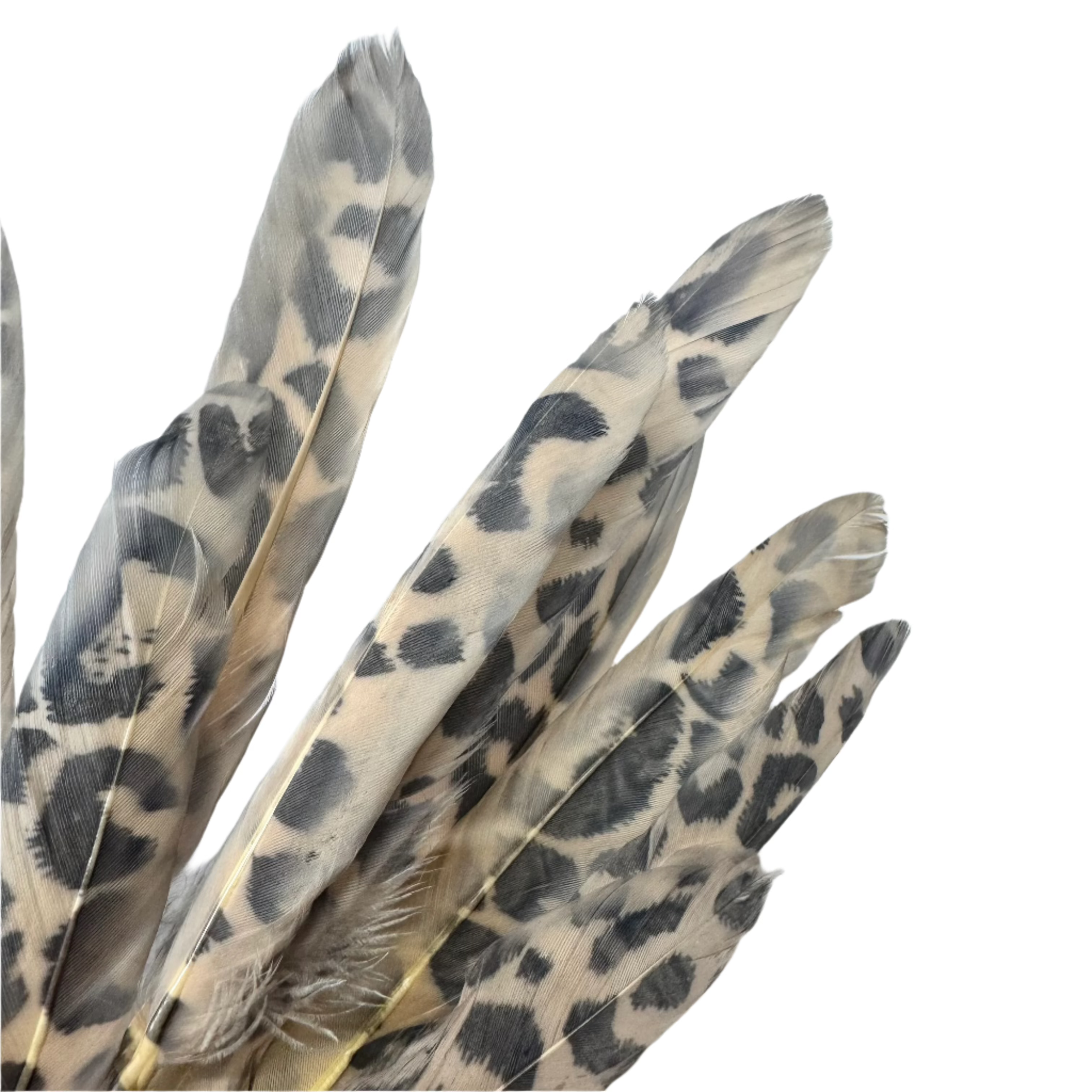 Tiny Goose Pointer Printed Feather Art Craft - Leopard Style 4 x 10 pcs