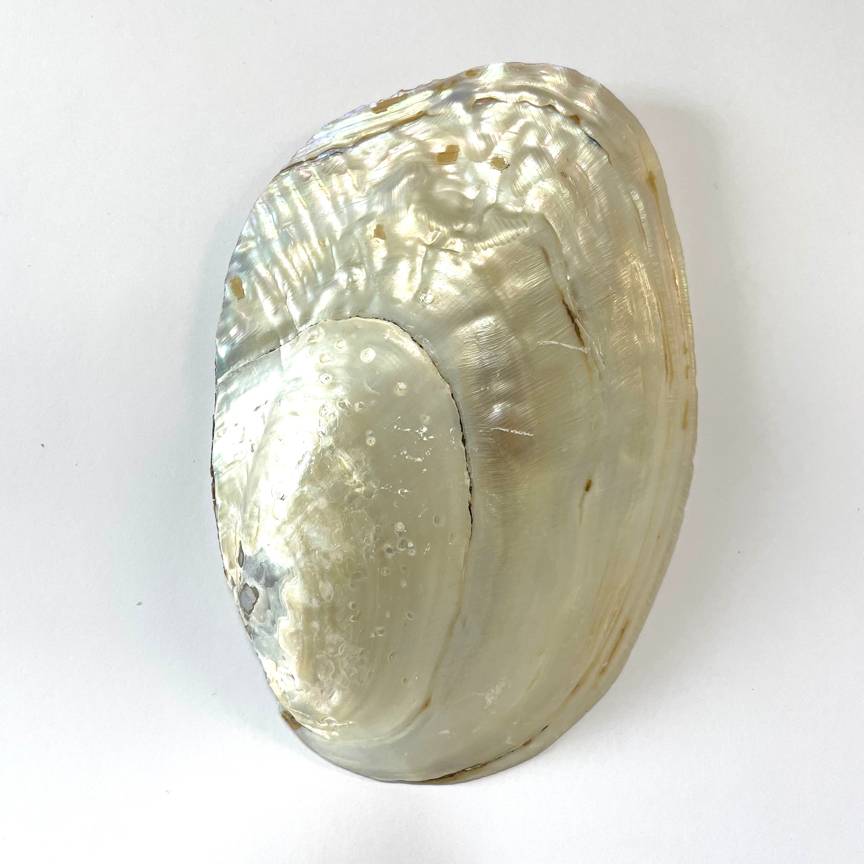 Tan Shells Natural Pearly White Tan Shell Smudging Dish 17-20cm - Large – Feather ...