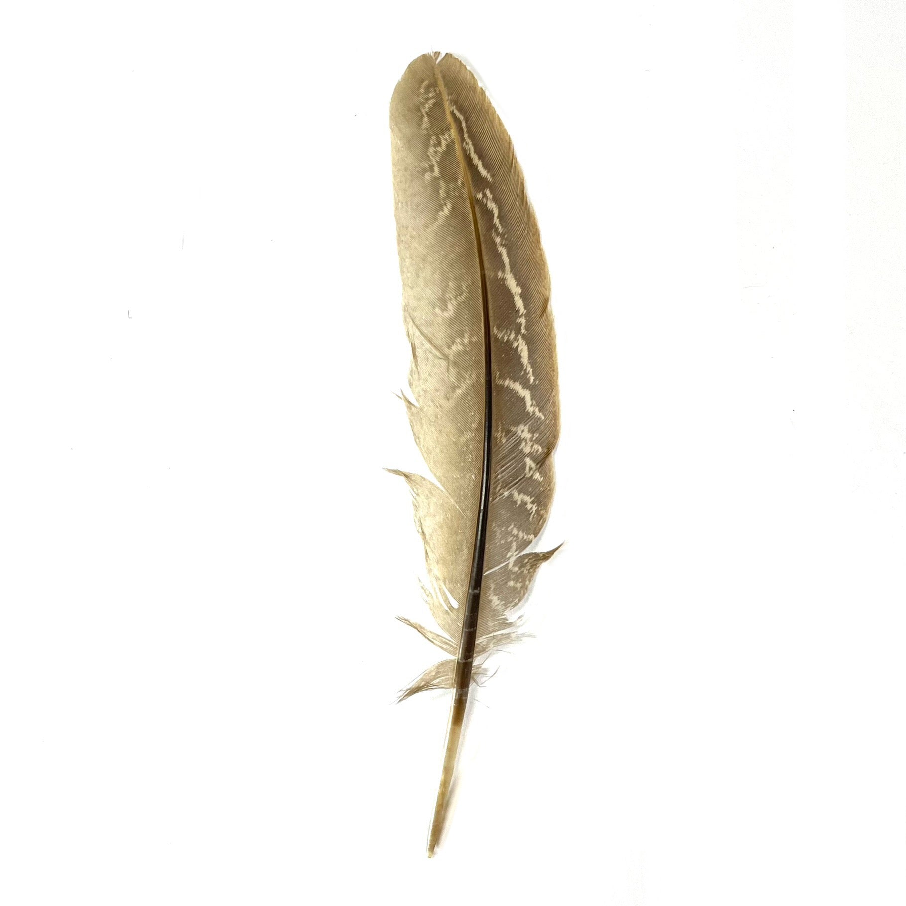 Natural Female Ringneck Pheasant Tail Feathers x 10pcs - ( Style 2 )