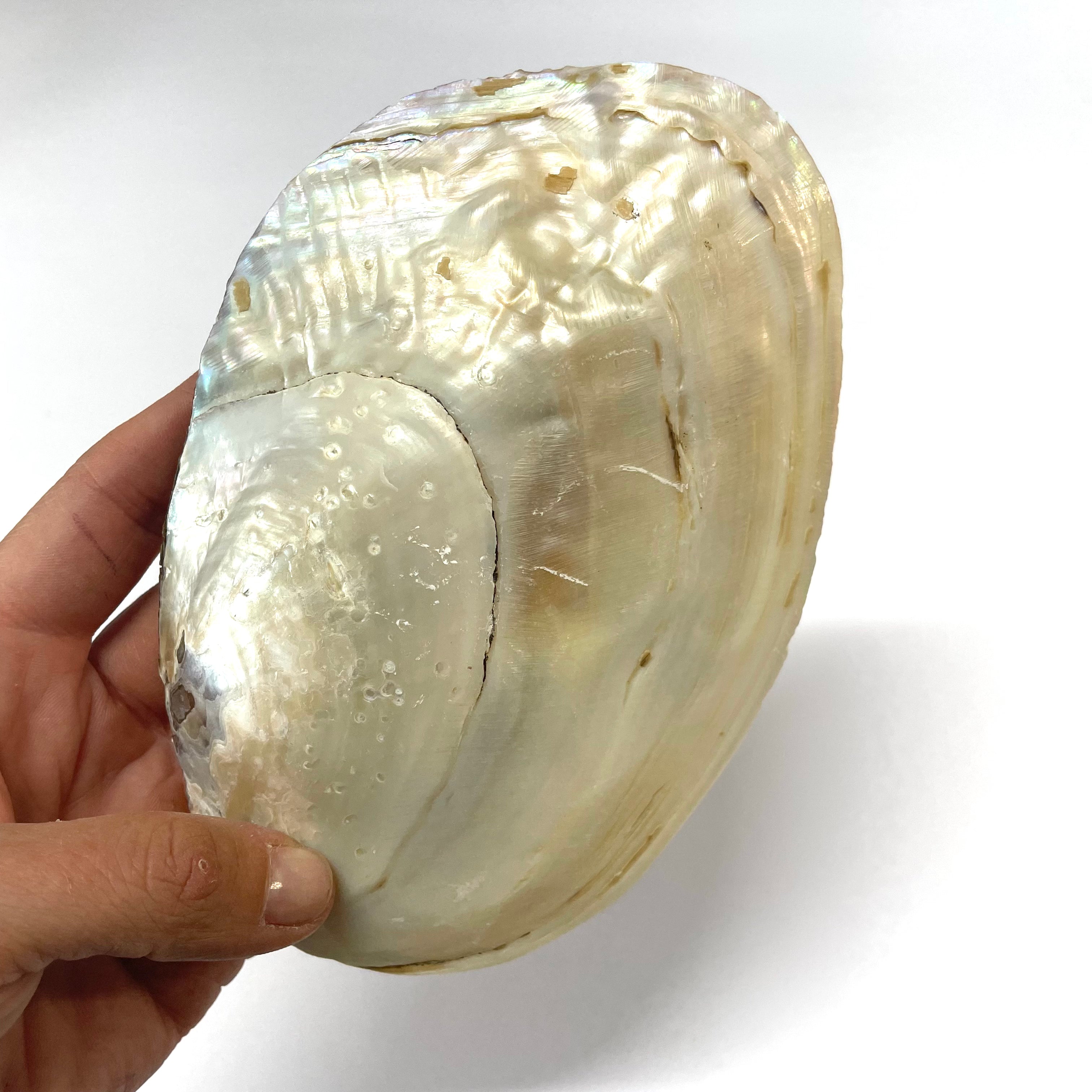 Purly Shell Natural Pearly White Tan Shell Smudging Dish 14-16cm - Small – Feather ...
