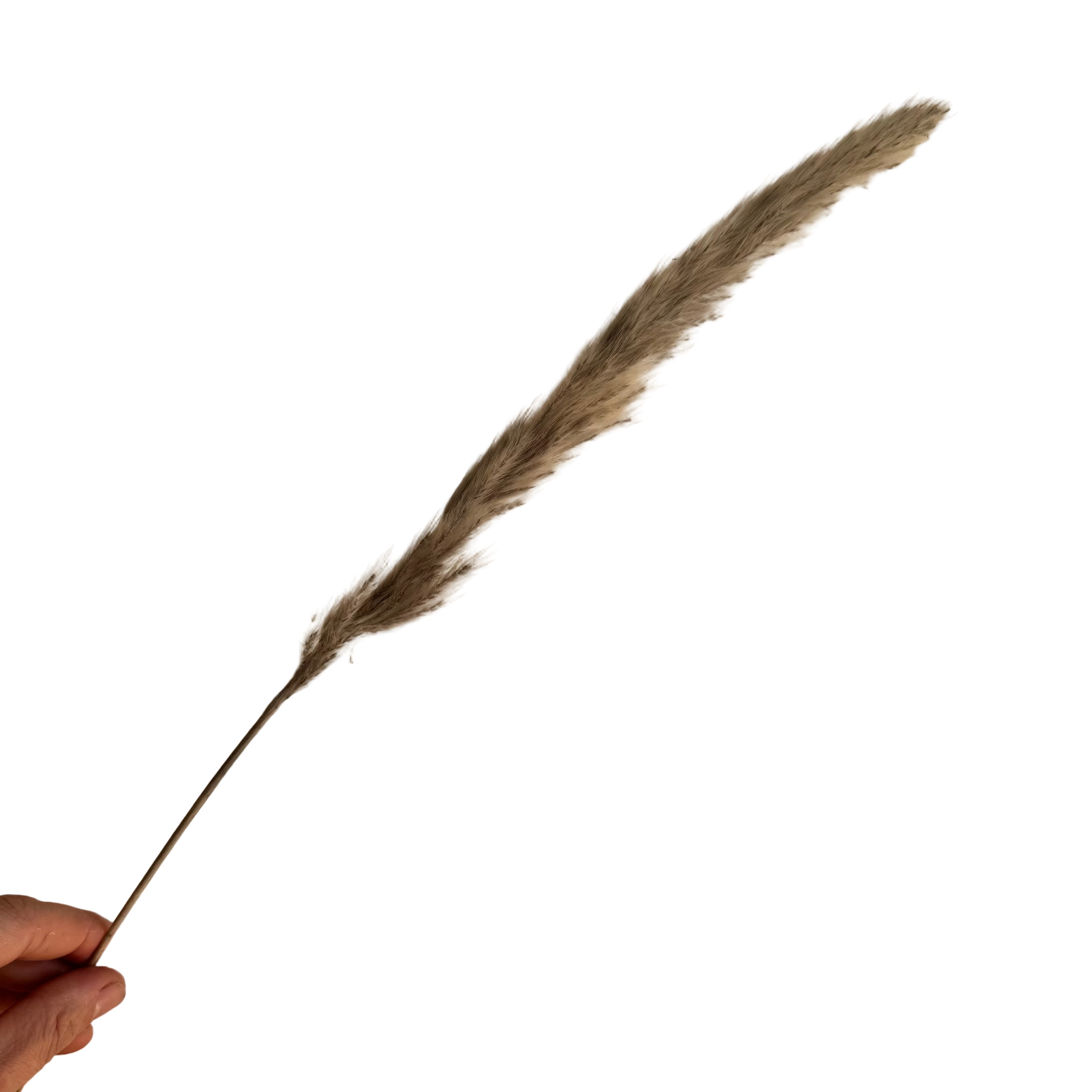 Dried Reed Blady Flower Grass 40-50cm Stem x 15pcs - Grey