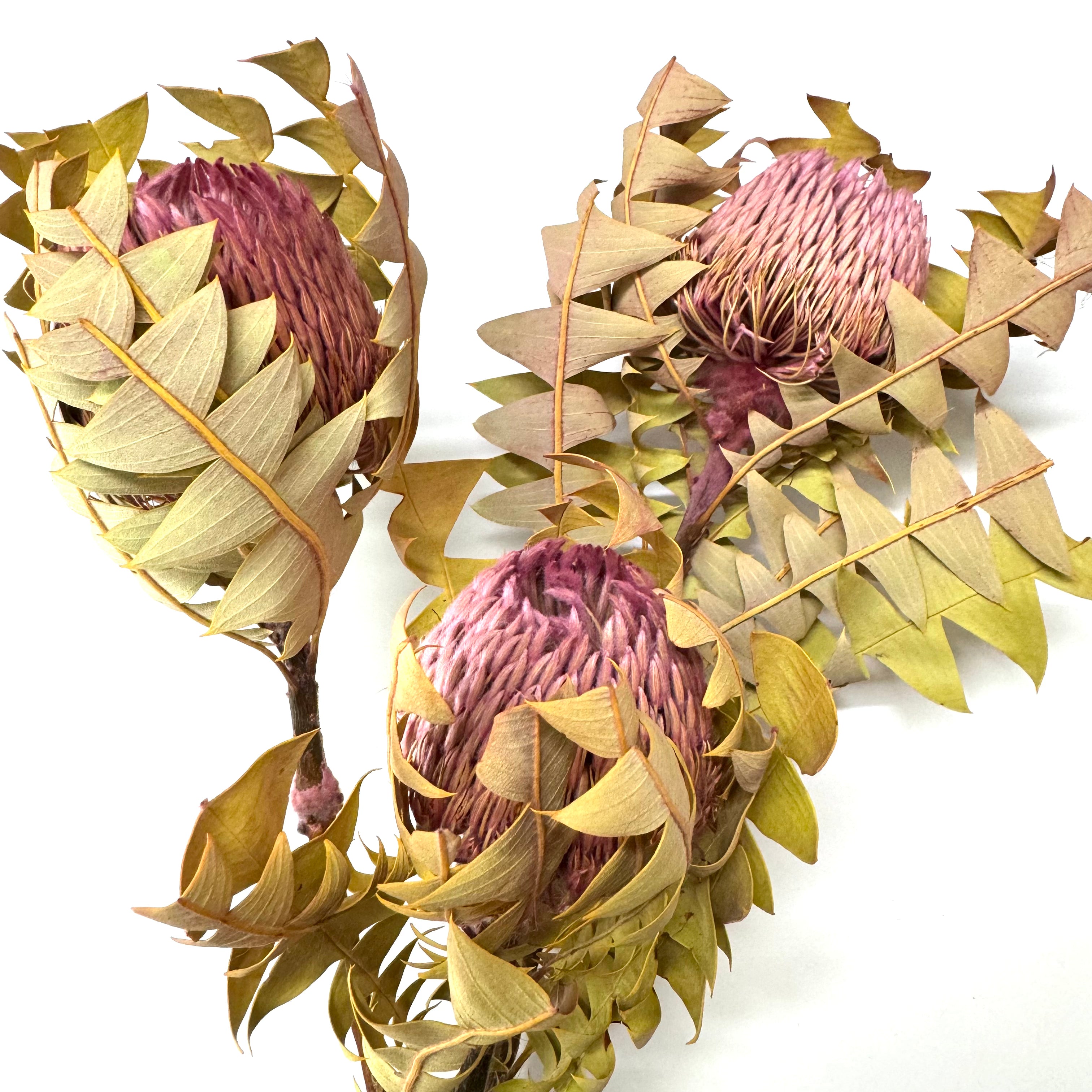 Australian Native Natural Dried Banksia Baxteri - Pink