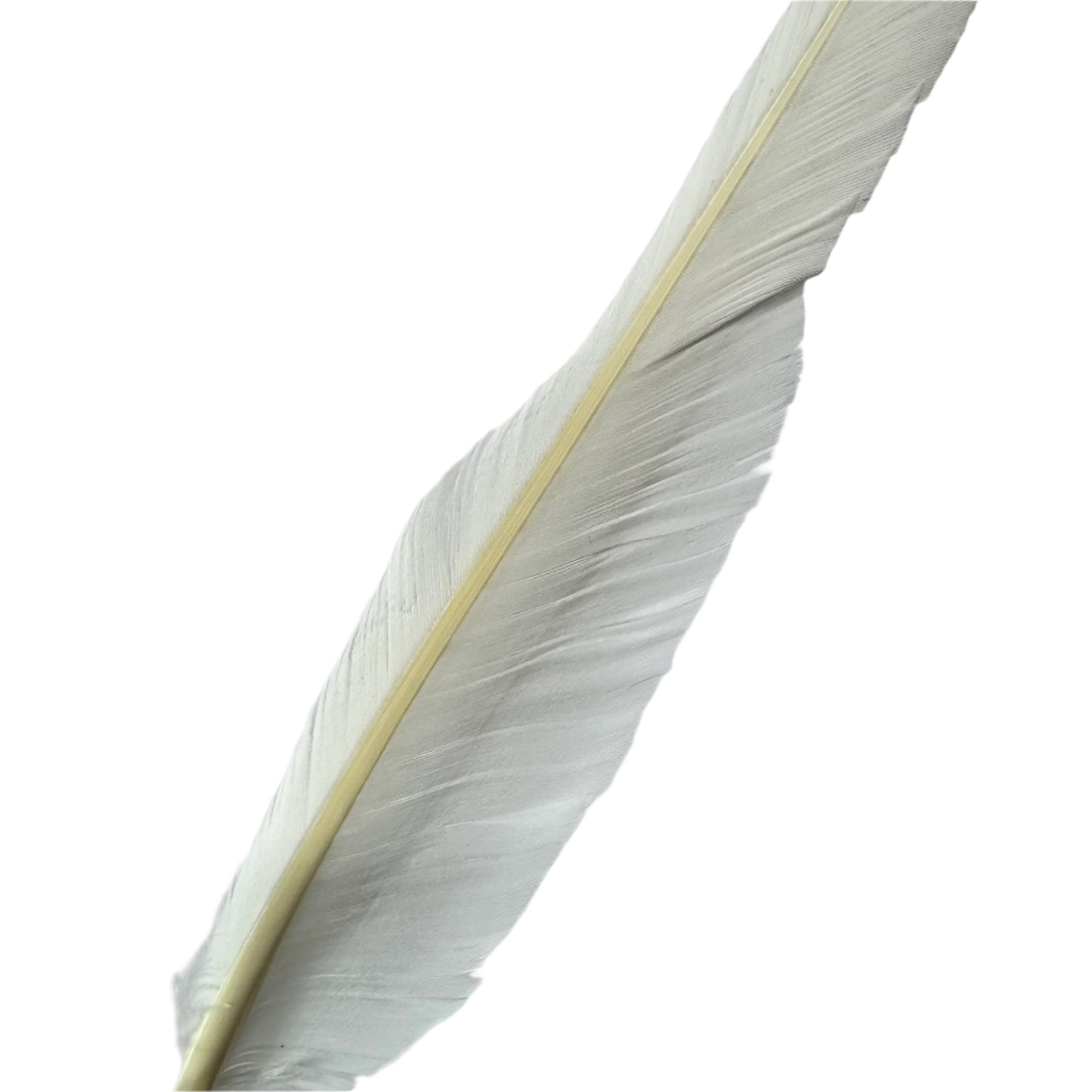 Goose Flight Wing Feather x 5 pcs - White ((SECONDS))