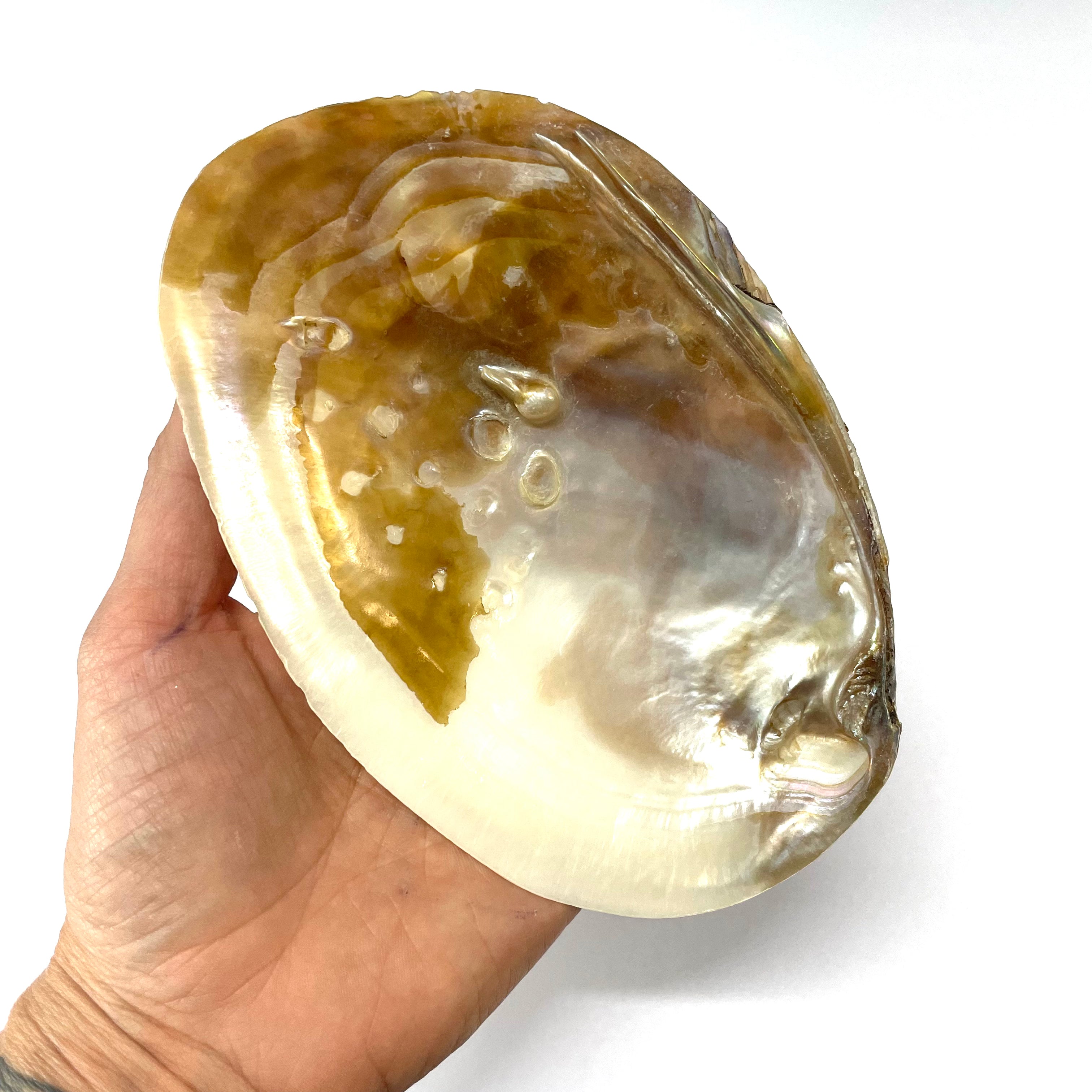 Natural Pearly White Tan Shell Smudging Dish 17-20cm - Large – Feather ...
