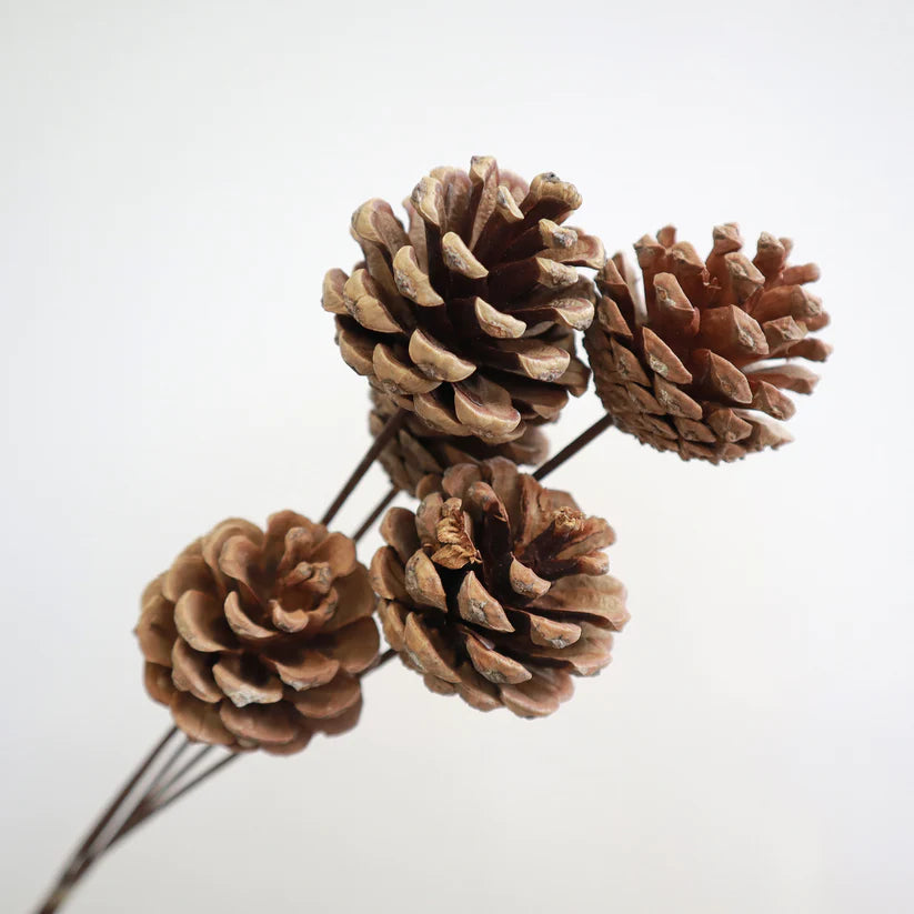 Natural Dry Pine Cone Stems x 5pcs