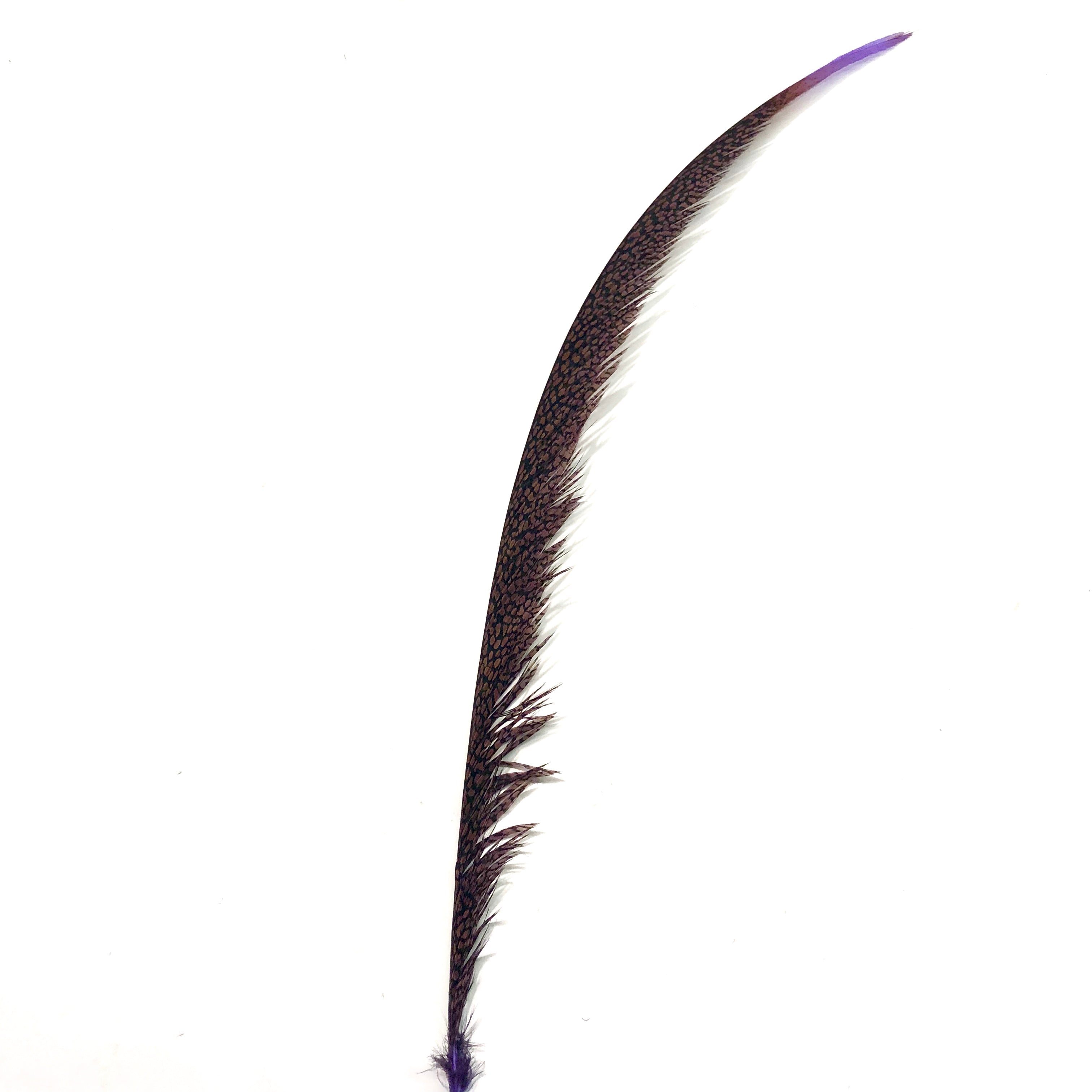 Golden Pheasant Centre Tail Feather - Purple ((SHORT))