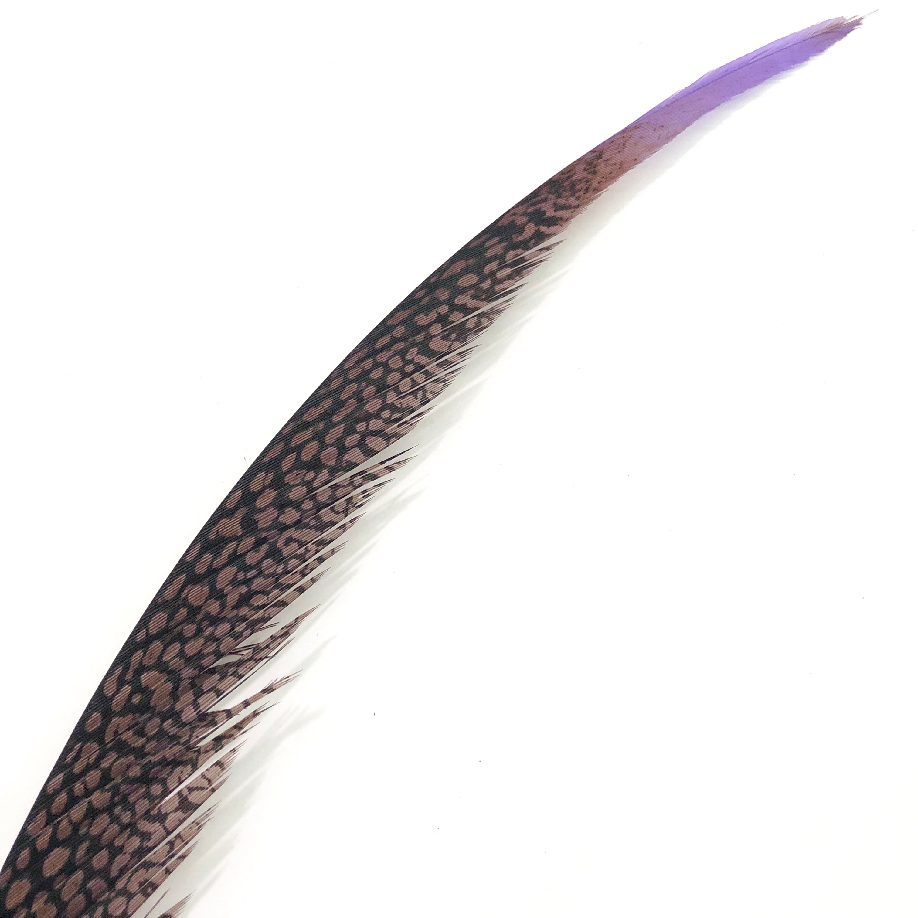 Golden Pheasant Centre Tail Feather x 10 pcs - Purple SHORT ((BULK PACK))