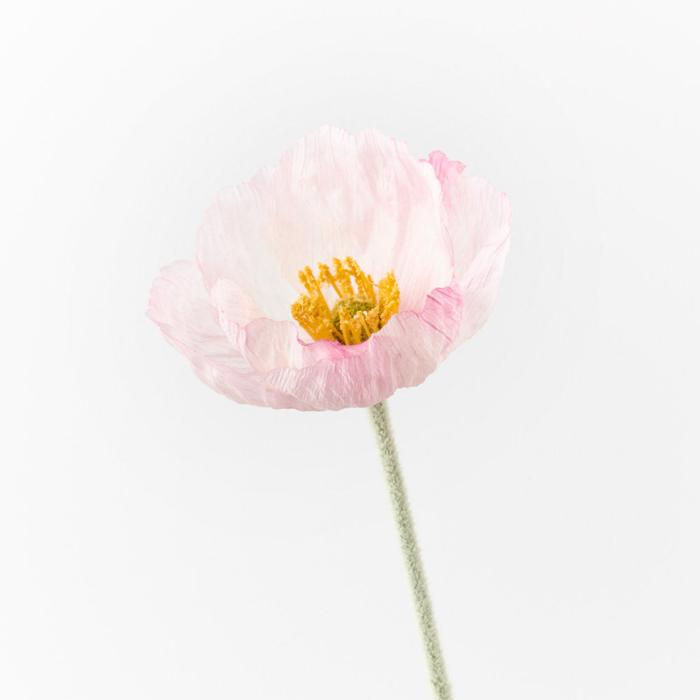 Artificial Poppy Iceland Flower Stem - Light Pink