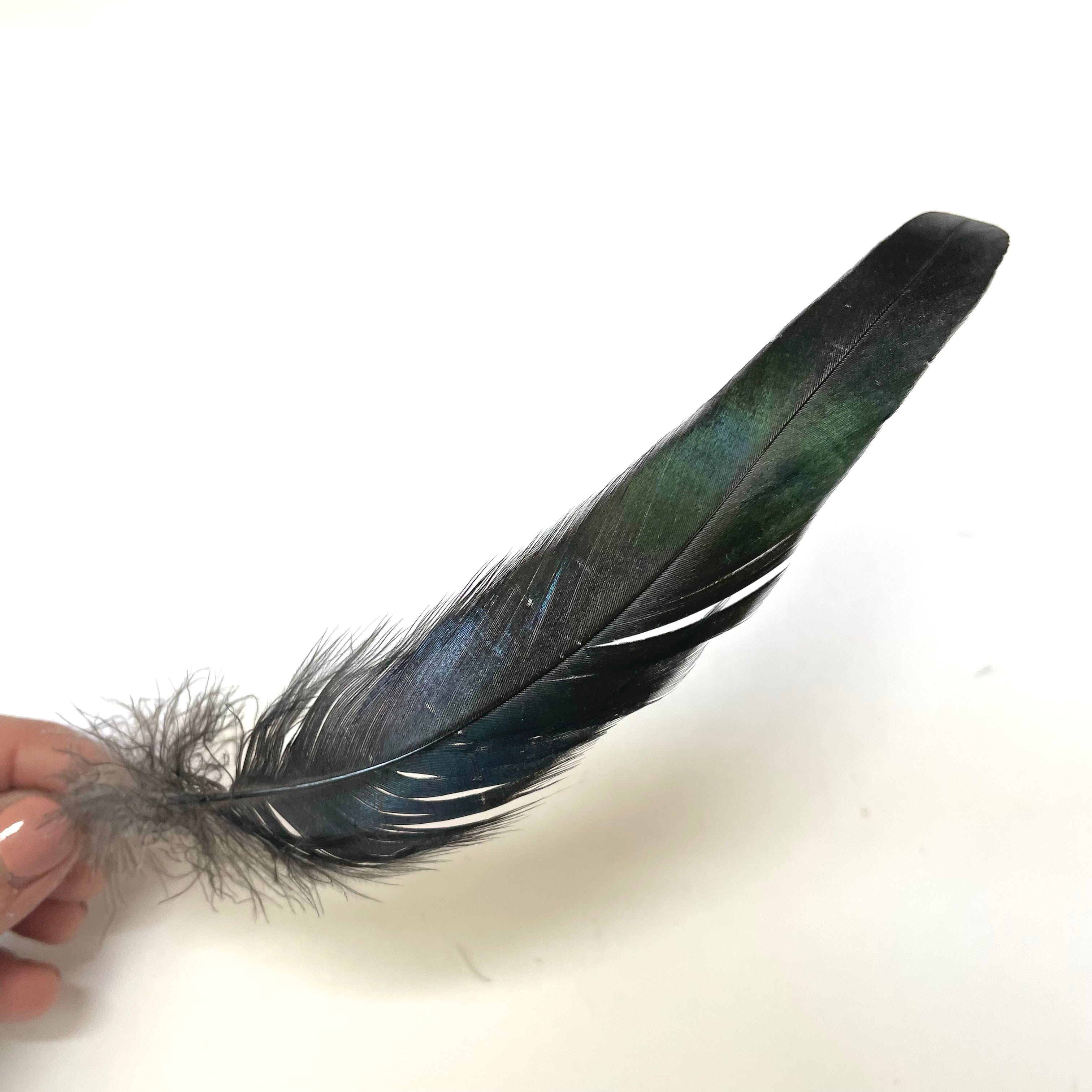 Coque Tail Feathers 8-10" 240mm - 10 grams - Natural Black