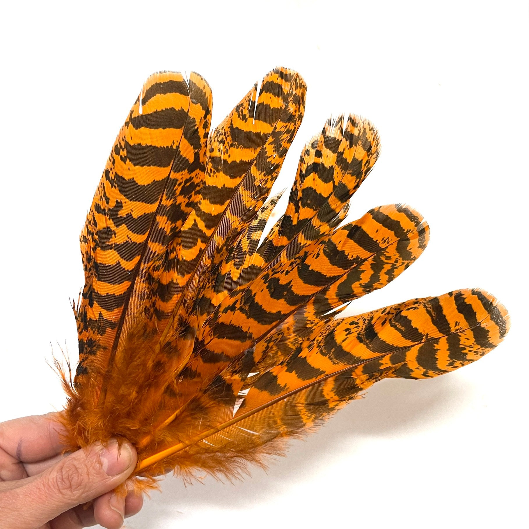 Peacock Mottled Wing Featherx 5pcs - Orange