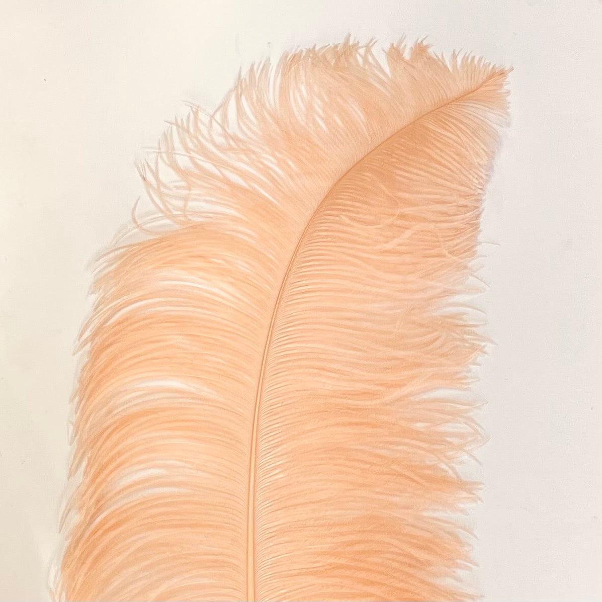 Ostrich Wing Feather Plumes 50-55cm (20-22") - Apricot ((SECONDS))