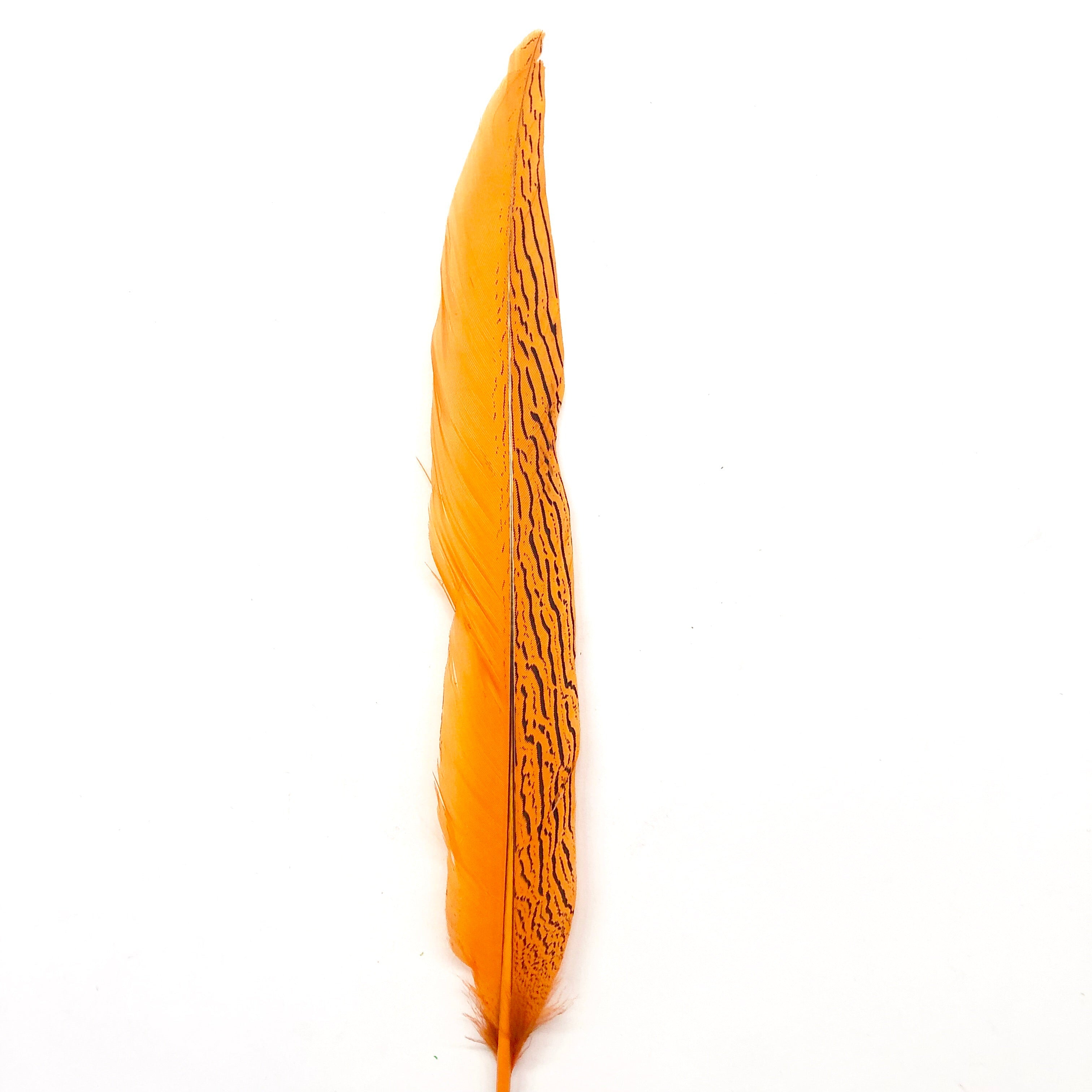 10" to 20" Silver Pheasant Tail Feather - Dark Orange