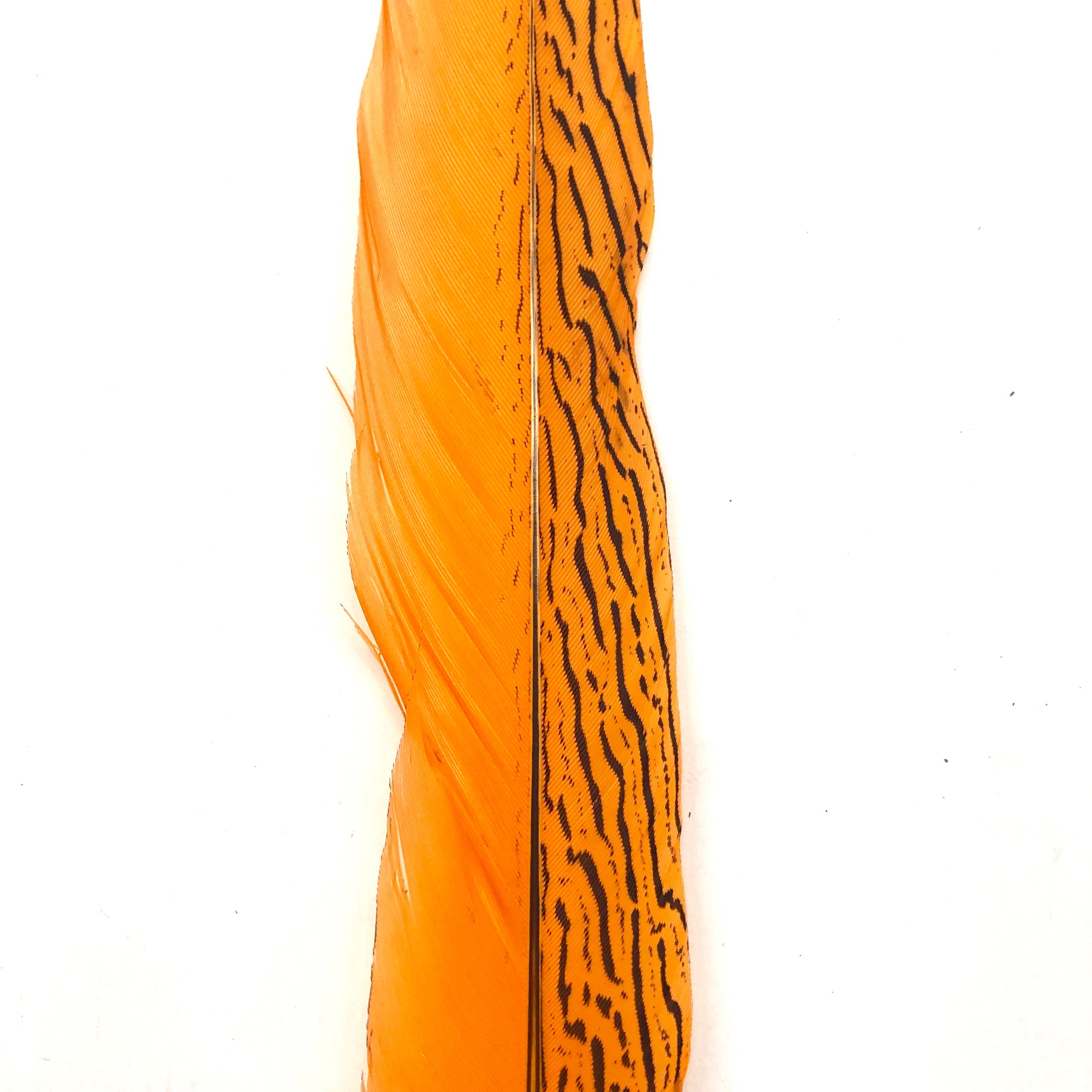 10" to 20" Silver Pheasant Tail Feather - Dark Orange
