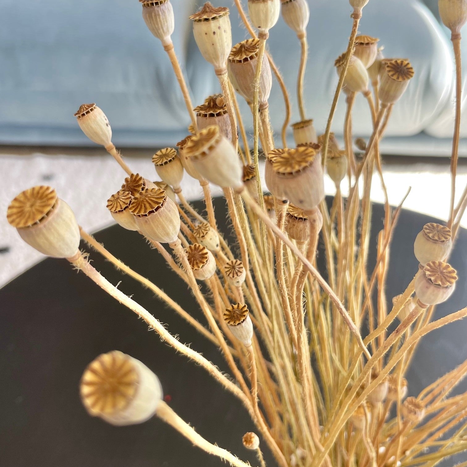 Natural Dried Mini Shirley Poppy Pods Bunch - Natural