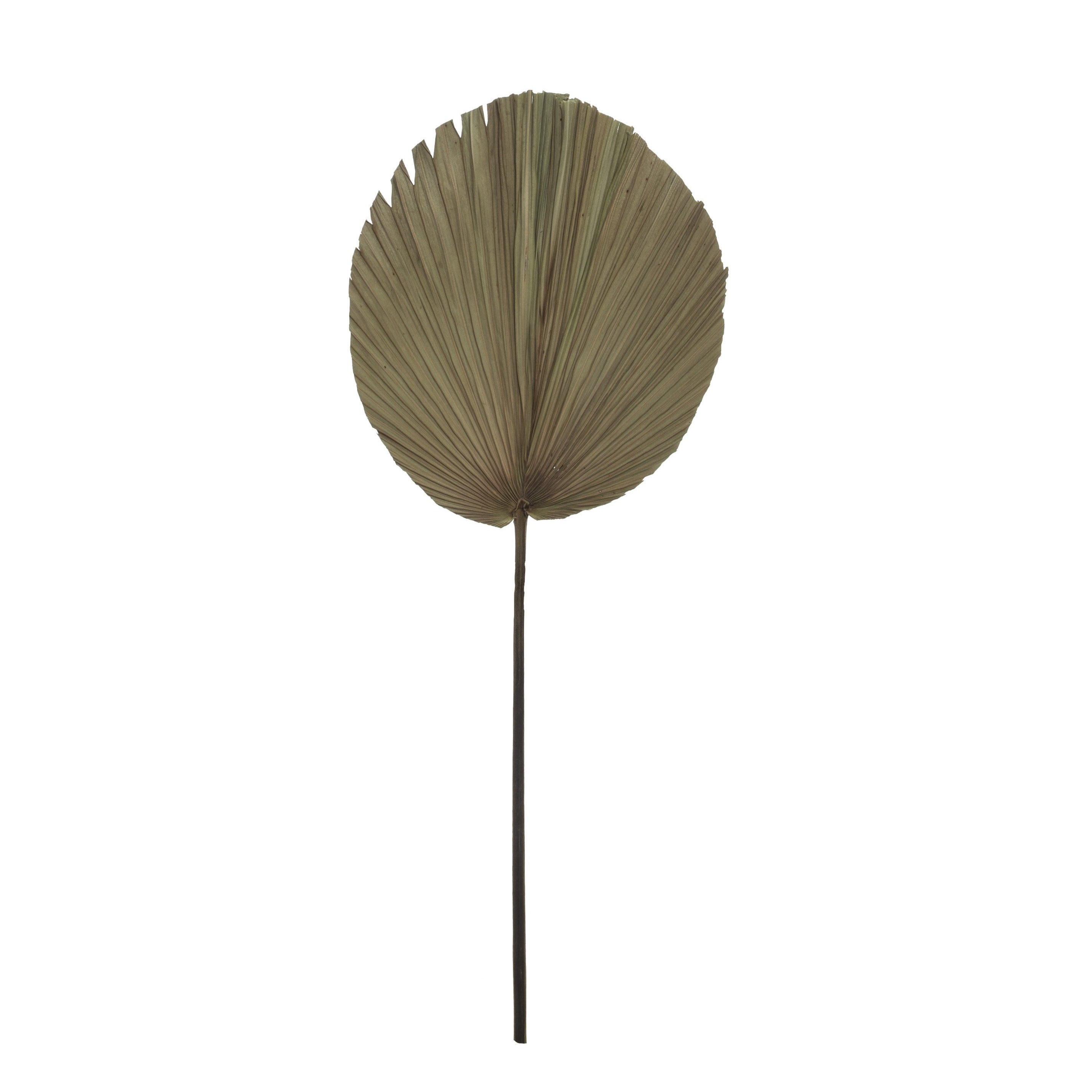 Natural Dry Palm Fan Frond Leaf Stem 90cm - Style 3