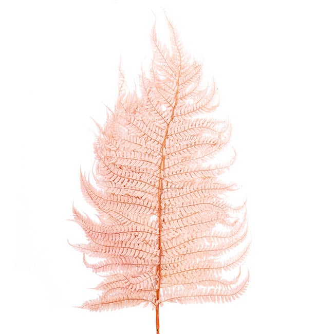 Natural Preserved Dried Leatherleaf Fern 5 Stems - Soft Pink