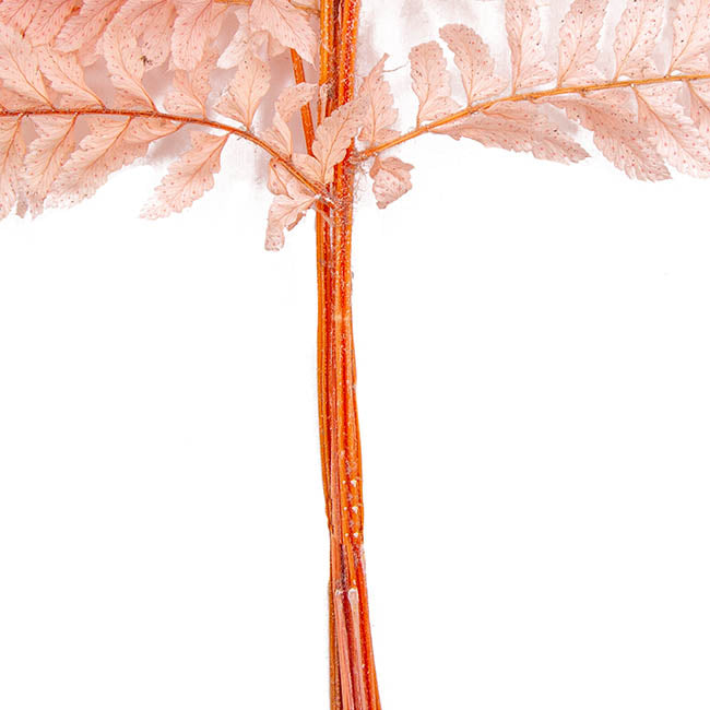 Natural Preserved Dried Leatherleaf Fern 5 Stems - Soft Pink