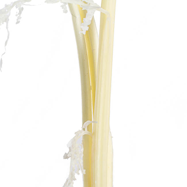 Natural Preserved Dried Amaranthus Flower 80-120cm - Ivory