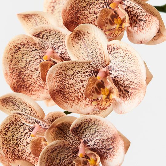 Artificial Silk Orchid Phalaenopsis Flower Spray - Toffee