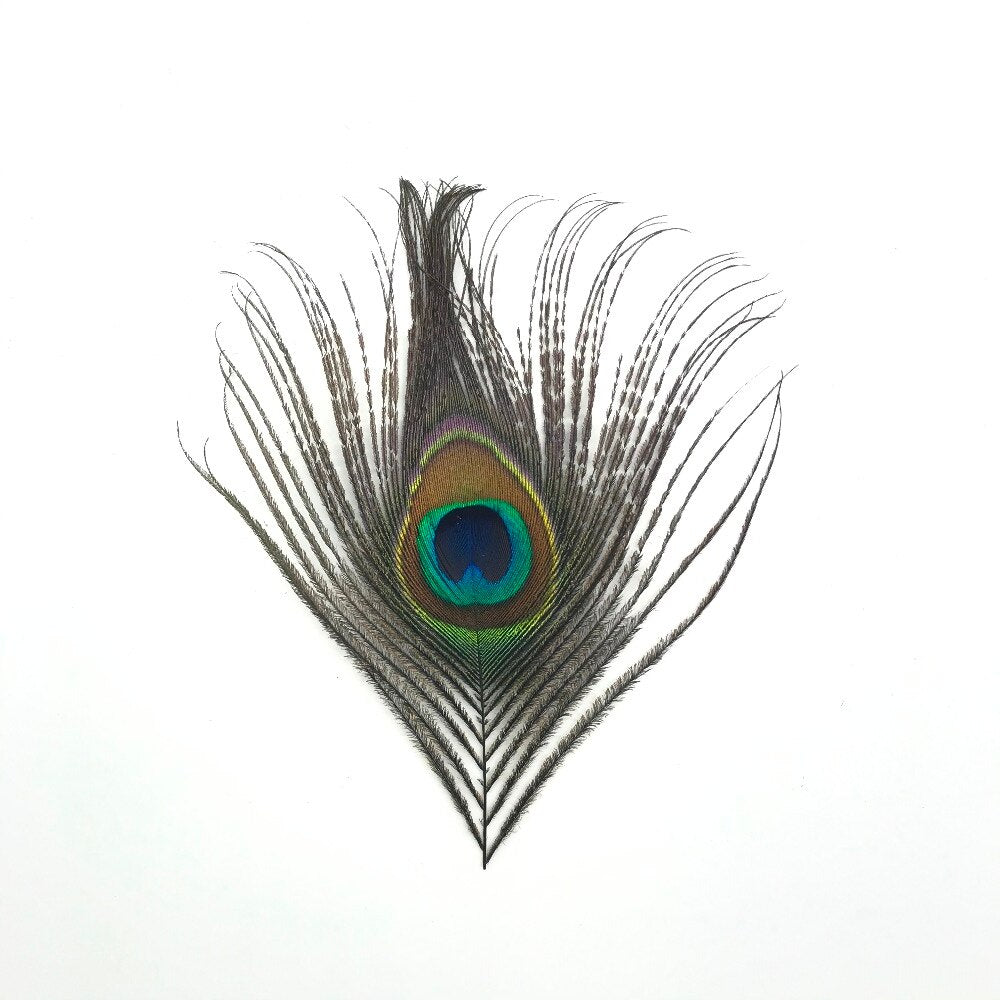 Natural Peacock Eye Tail Feather MINI 10cm x 10 pcs ((SECONDS))