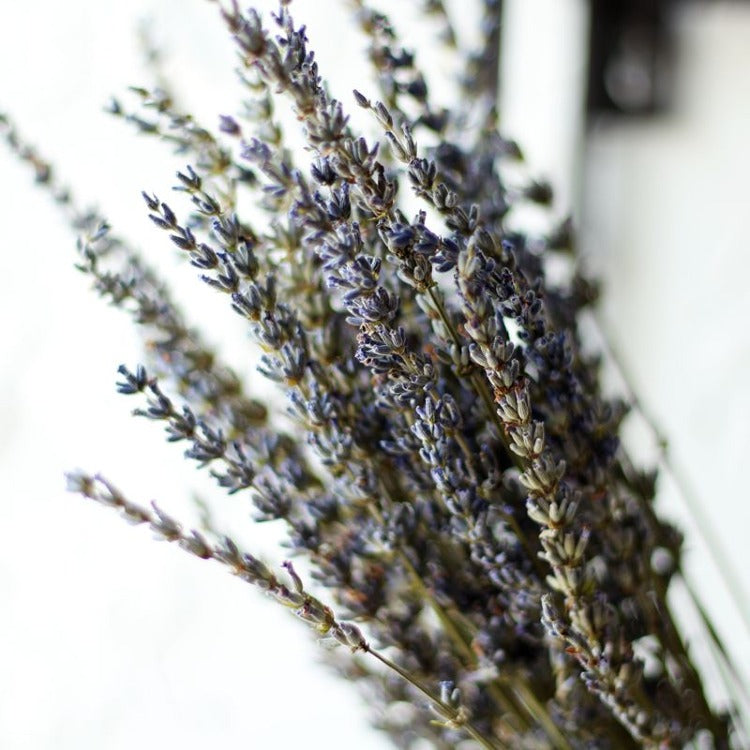 Natural Dried Australian Lavender Flower Stem Bunch