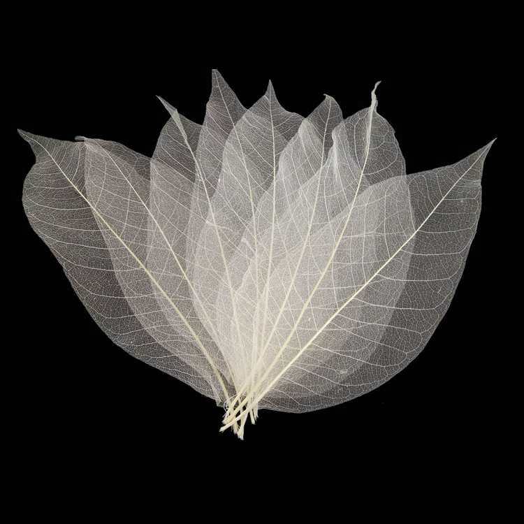 Skeleton Leaves Magnolia 20pcs - Natural Small