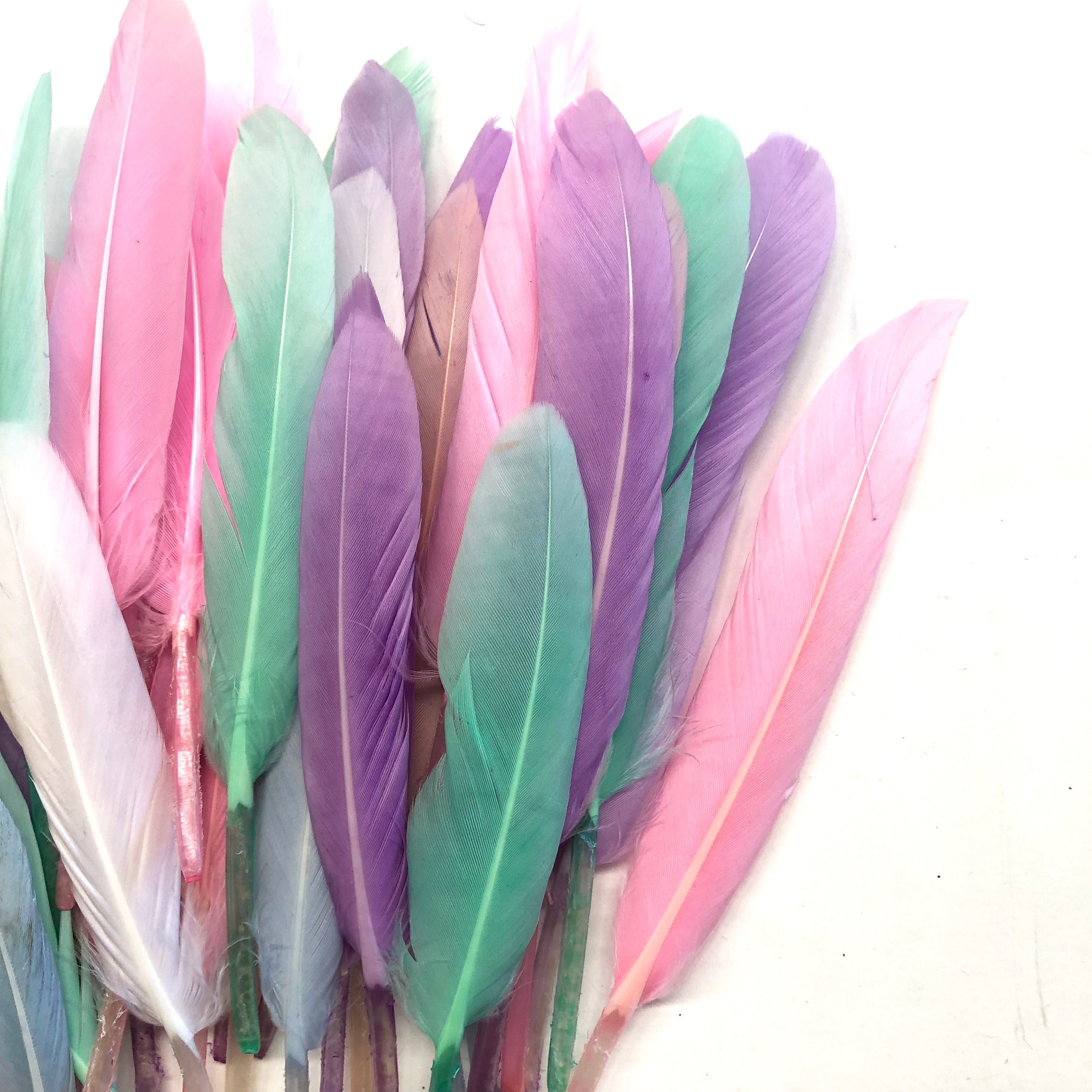 Tiny Goose Pointer Feather Pack x 50pcs - Pastel