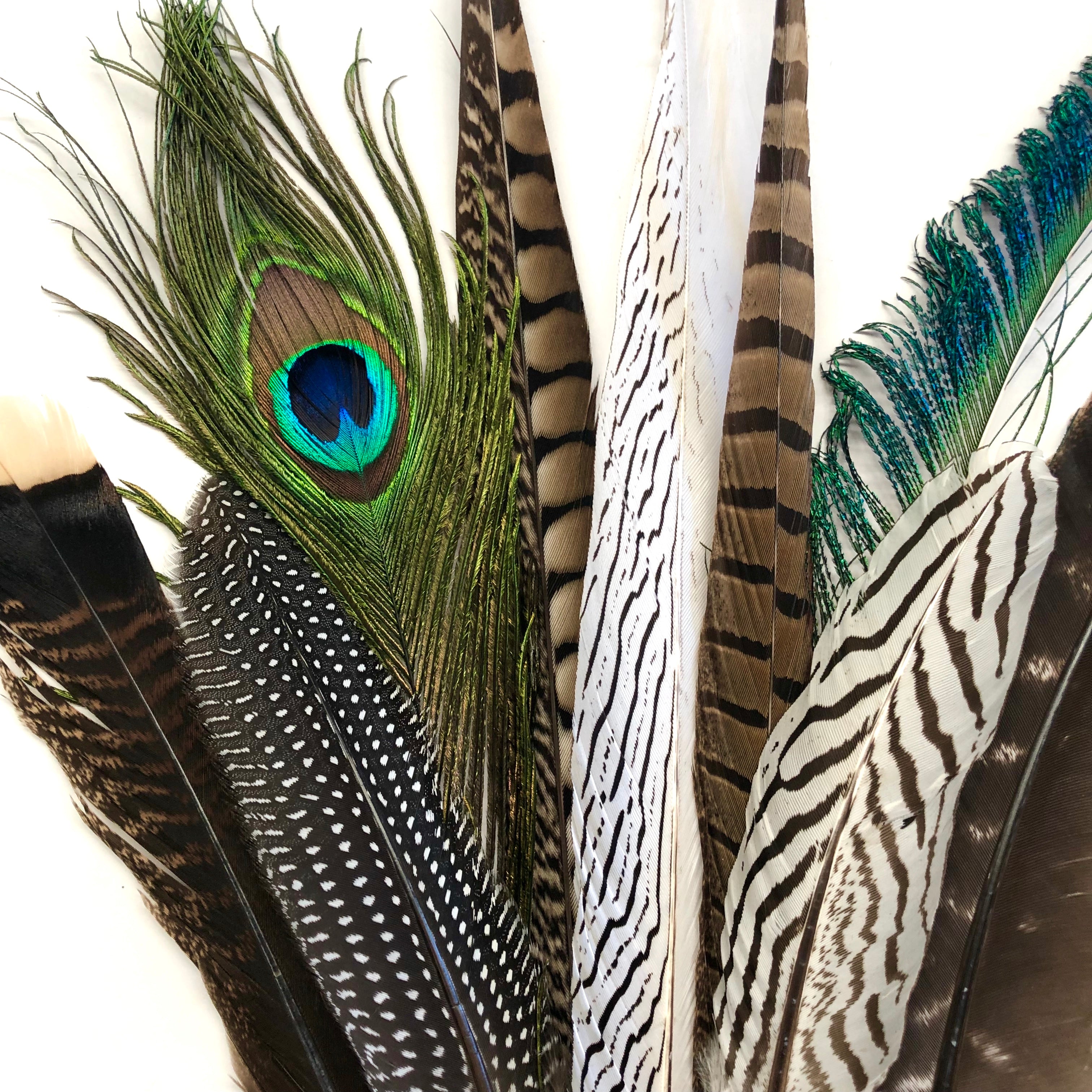 Feather Mount - Large - Pheasant feathers and Peacock Eye