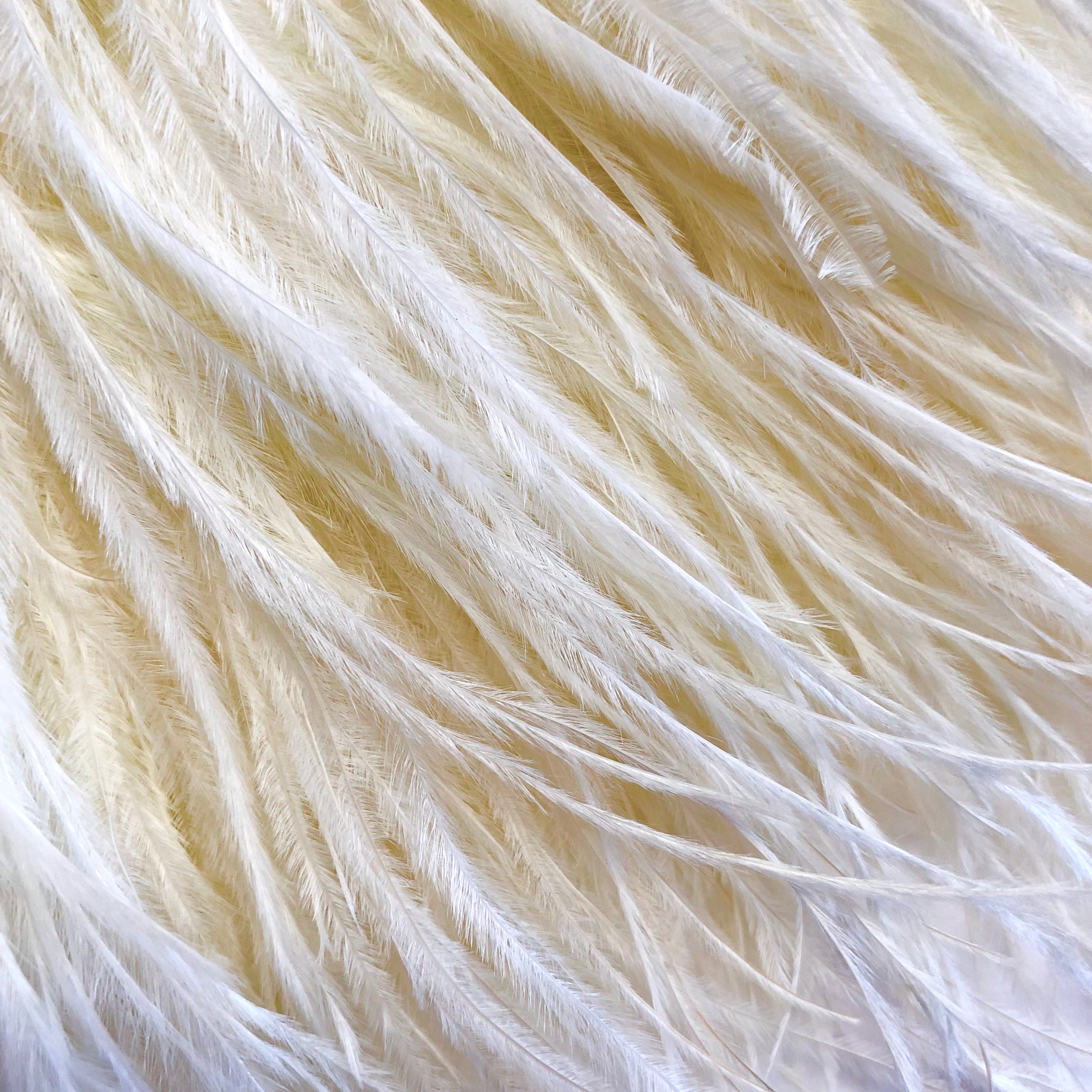 Ostrich Feathers Strung per 10cm - Cream
