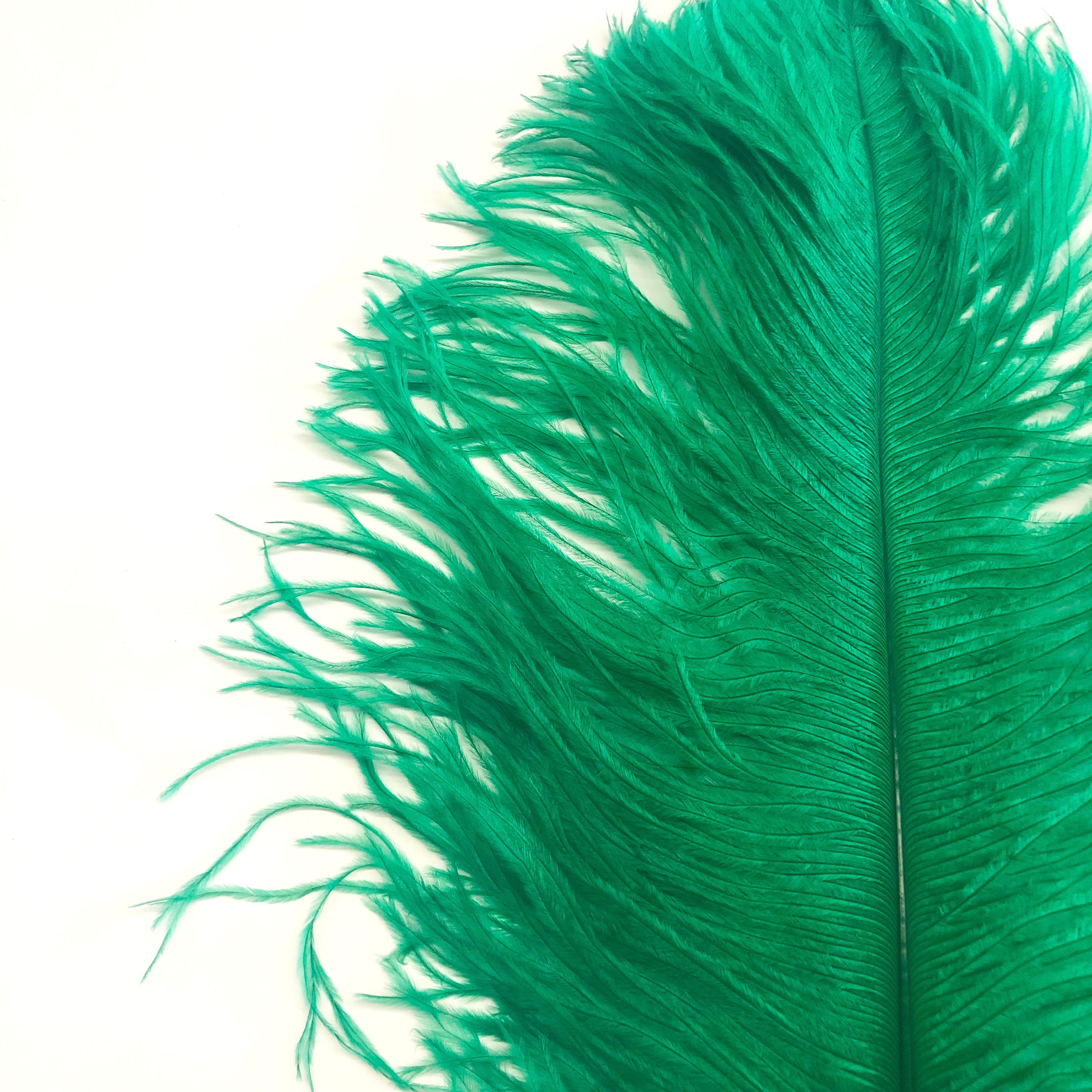 Ostrich Wing Feather Plumes 50-55cm (20-22") - Green ((SECONDS))