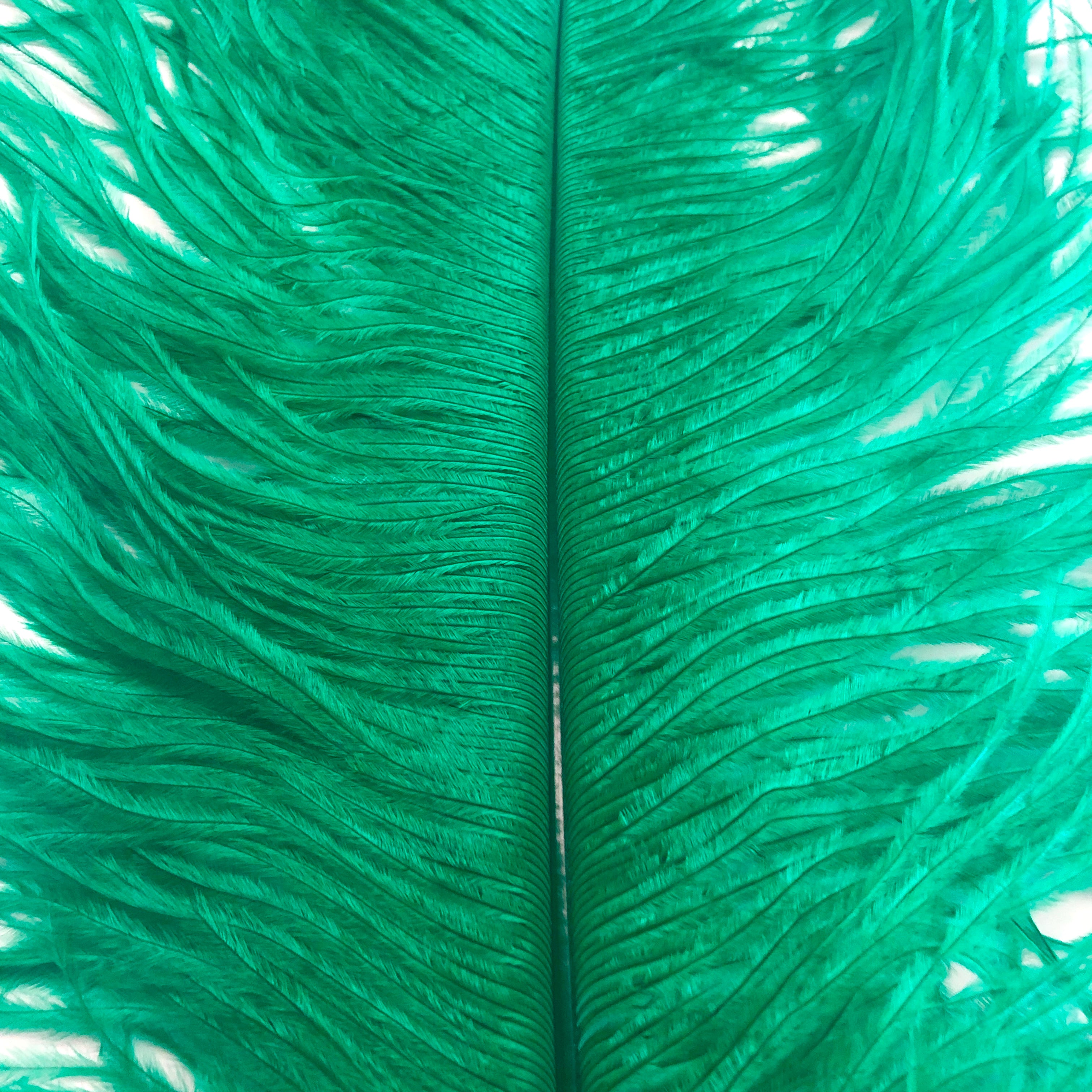 Ostrich Wing Feather Plumes 50-55cm (20-22") - Green ((SECONDS))
