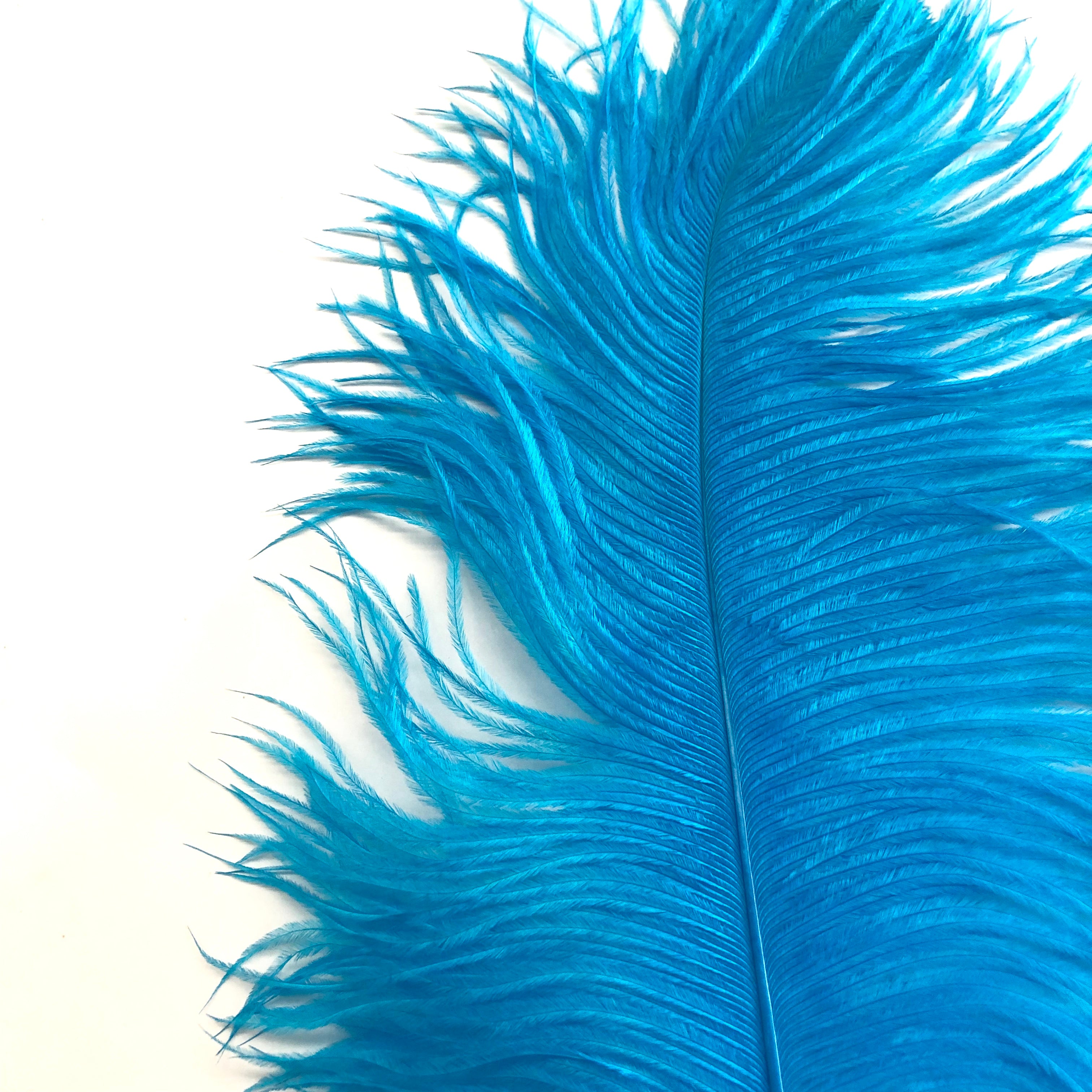 Ostrich Wing Feather Plumes 50-55cm (20-22") - Aqua ((SECONDS))