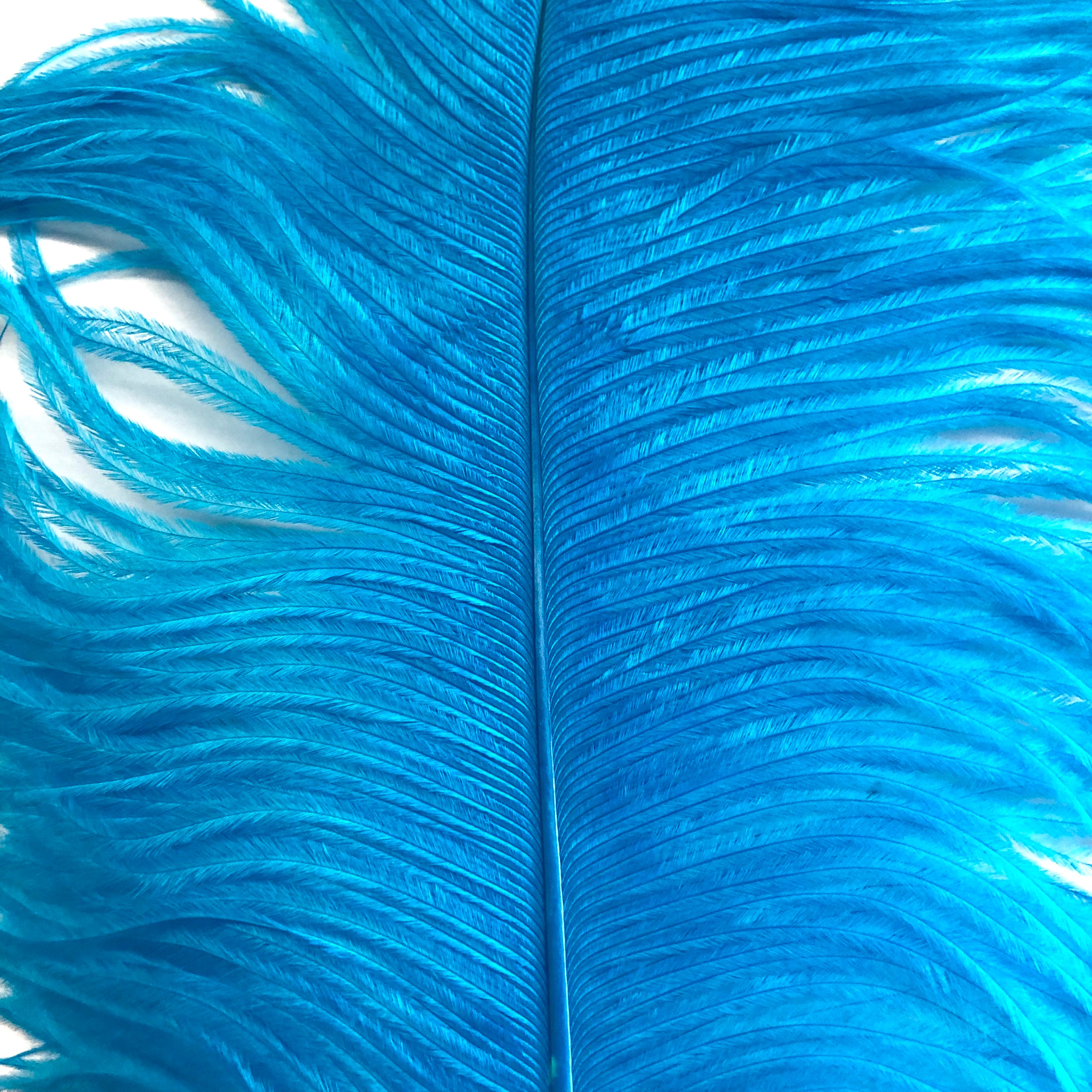 Ostrich Wing Feather Plumes 50-55cm (20-22") - Aqua ((SECONDS))