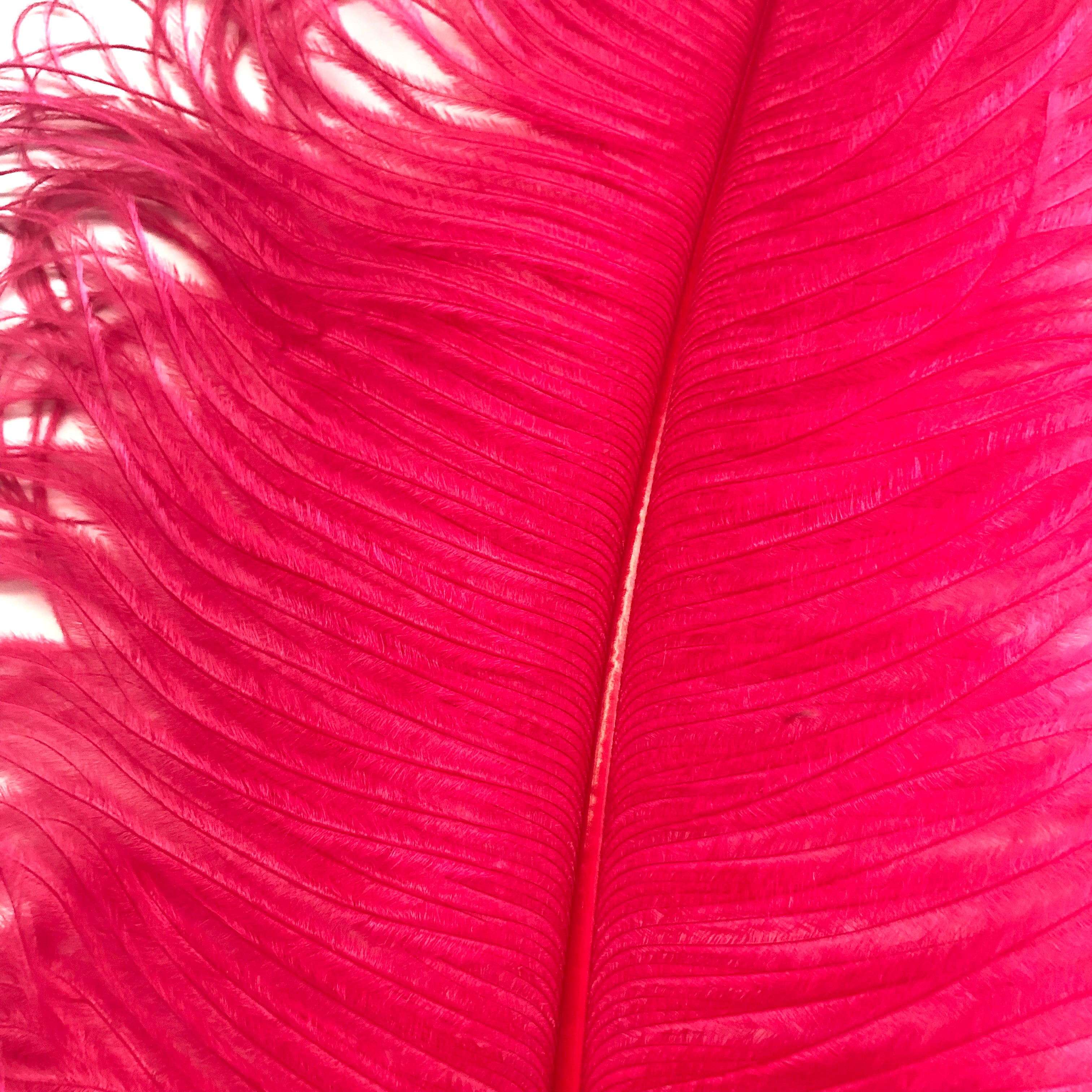 Ostrich Wing Feather Plumes 50-55cm (20-22") - Raspberry ((SECONDS))