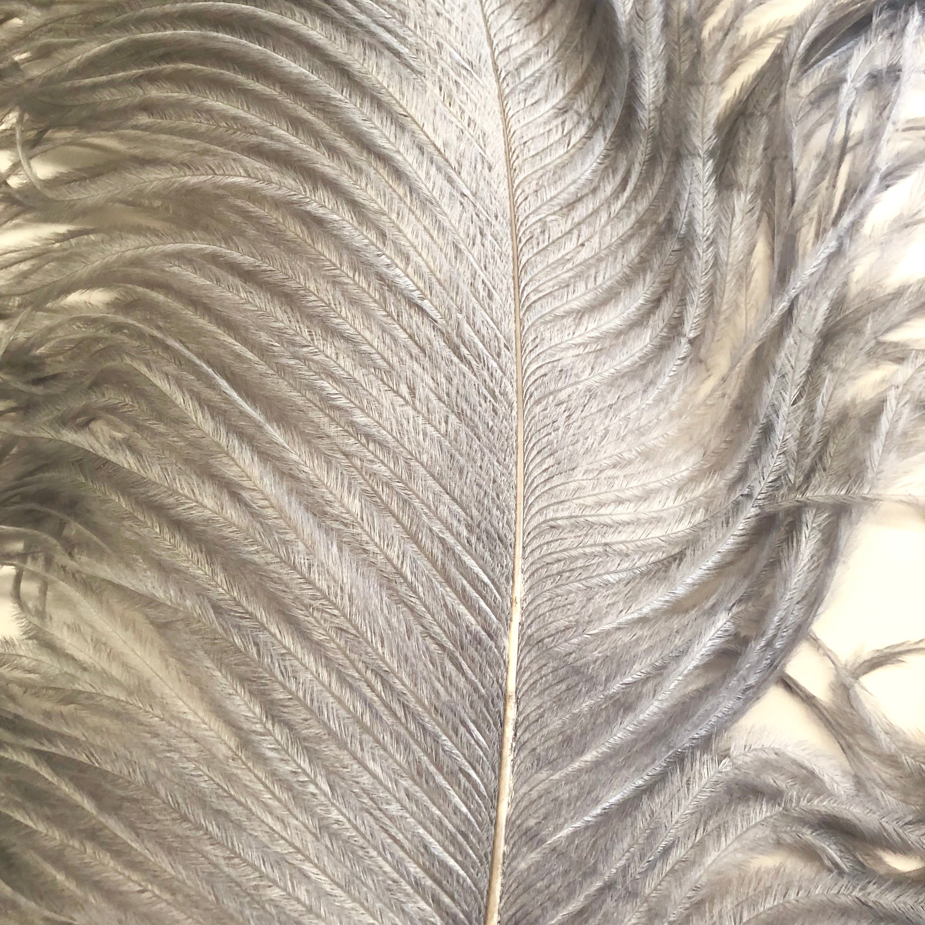 Ostrich Wing Feather Plumes 50-55cm (20-22") - Grey ((SECONDS))