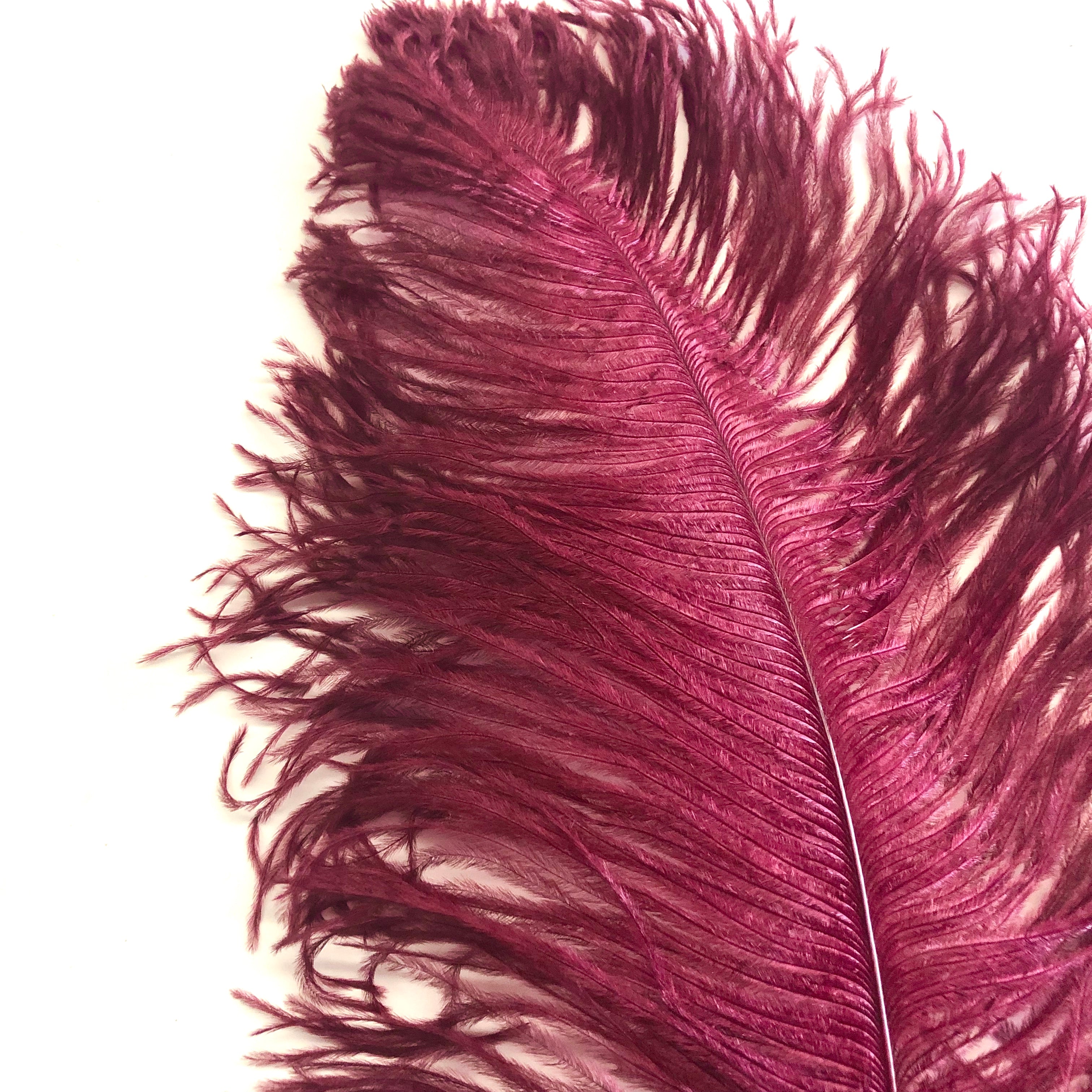 Ostrich Wing Feather Plumes 50-55cm (20-22") - Burgundy ((SECONDS))