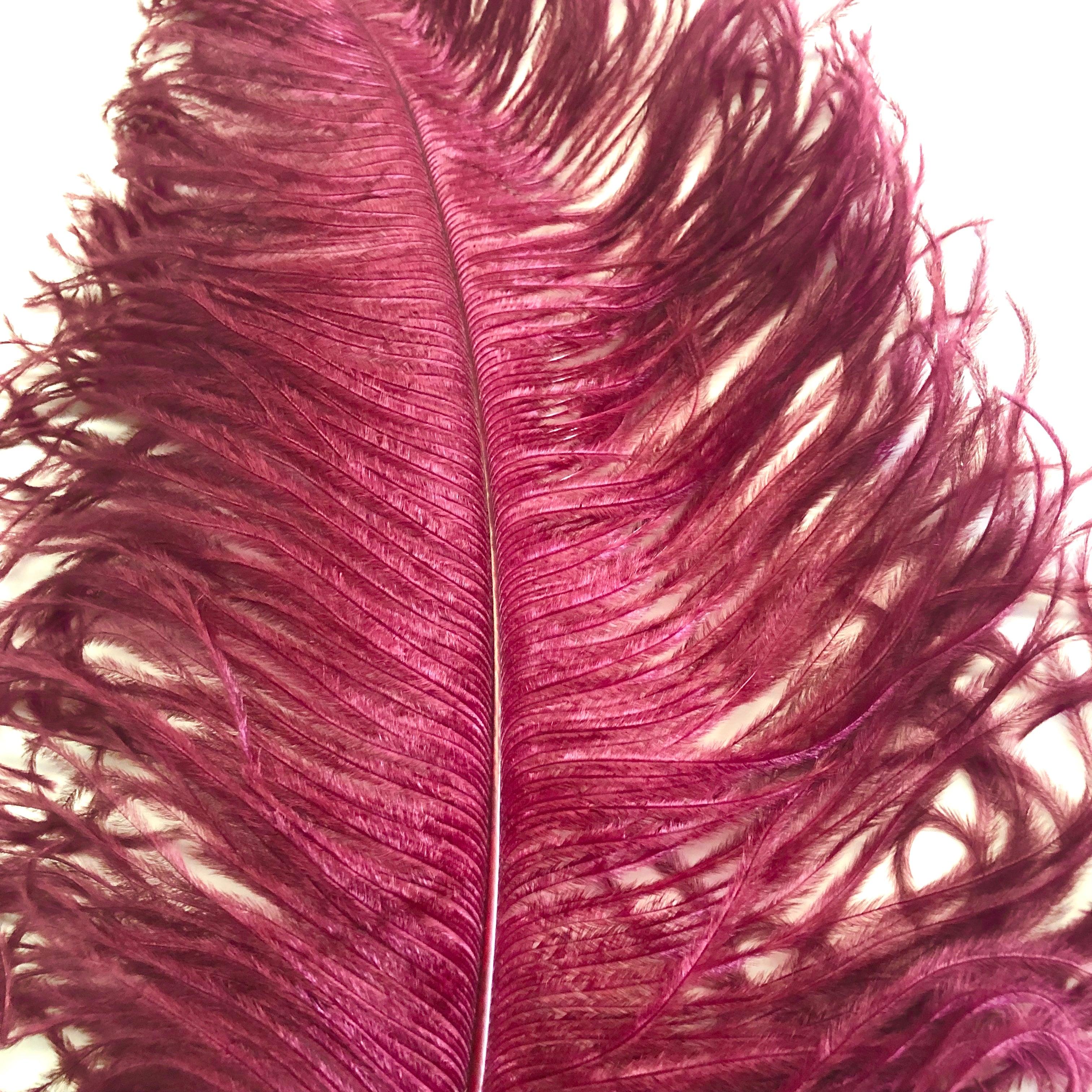 Ostrich Wing Feather Plumes 60-65cm (24-26") - Burgundy