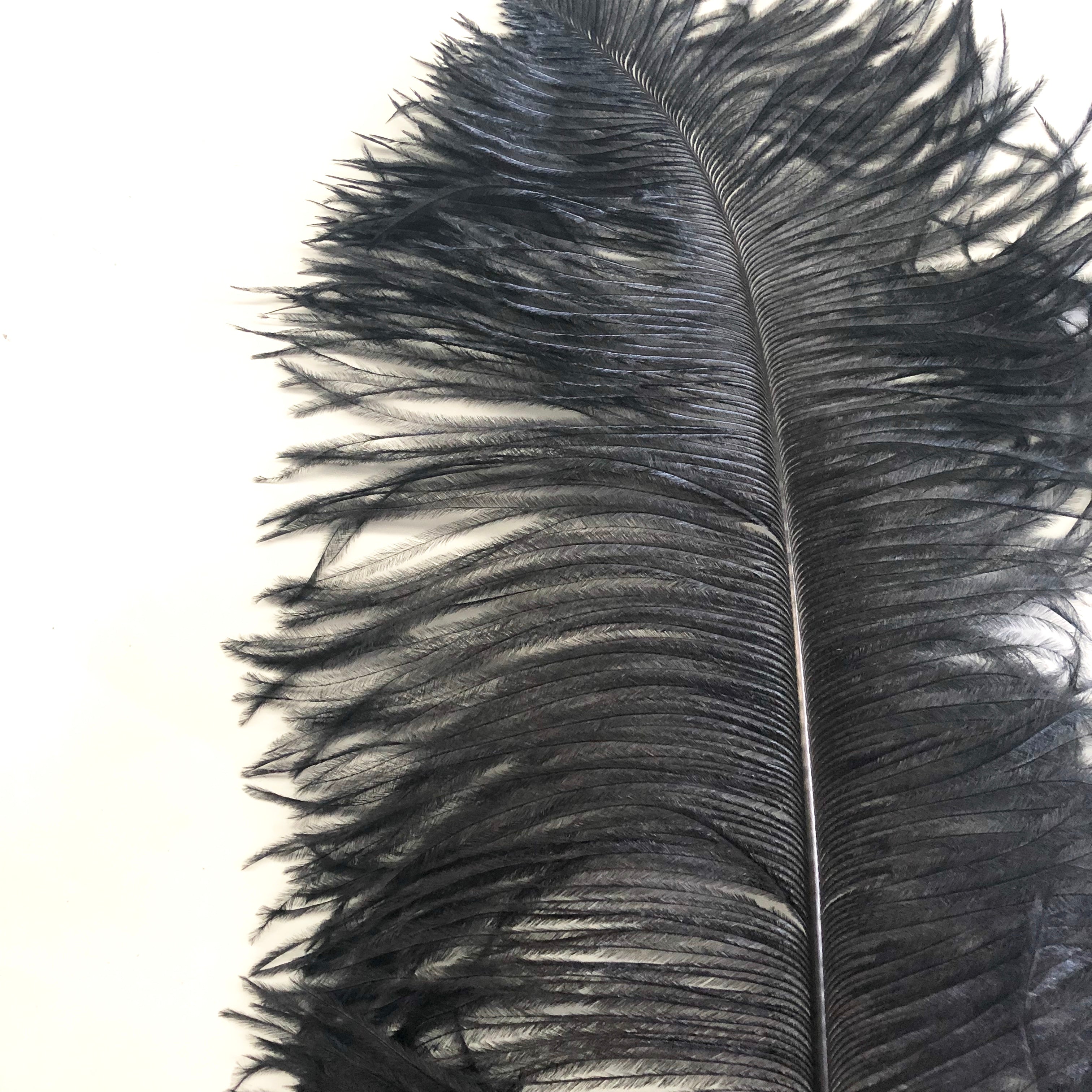 Ostrich Wing Feather Plumes 50-55cm (20-22") - Black ((SECONDS))